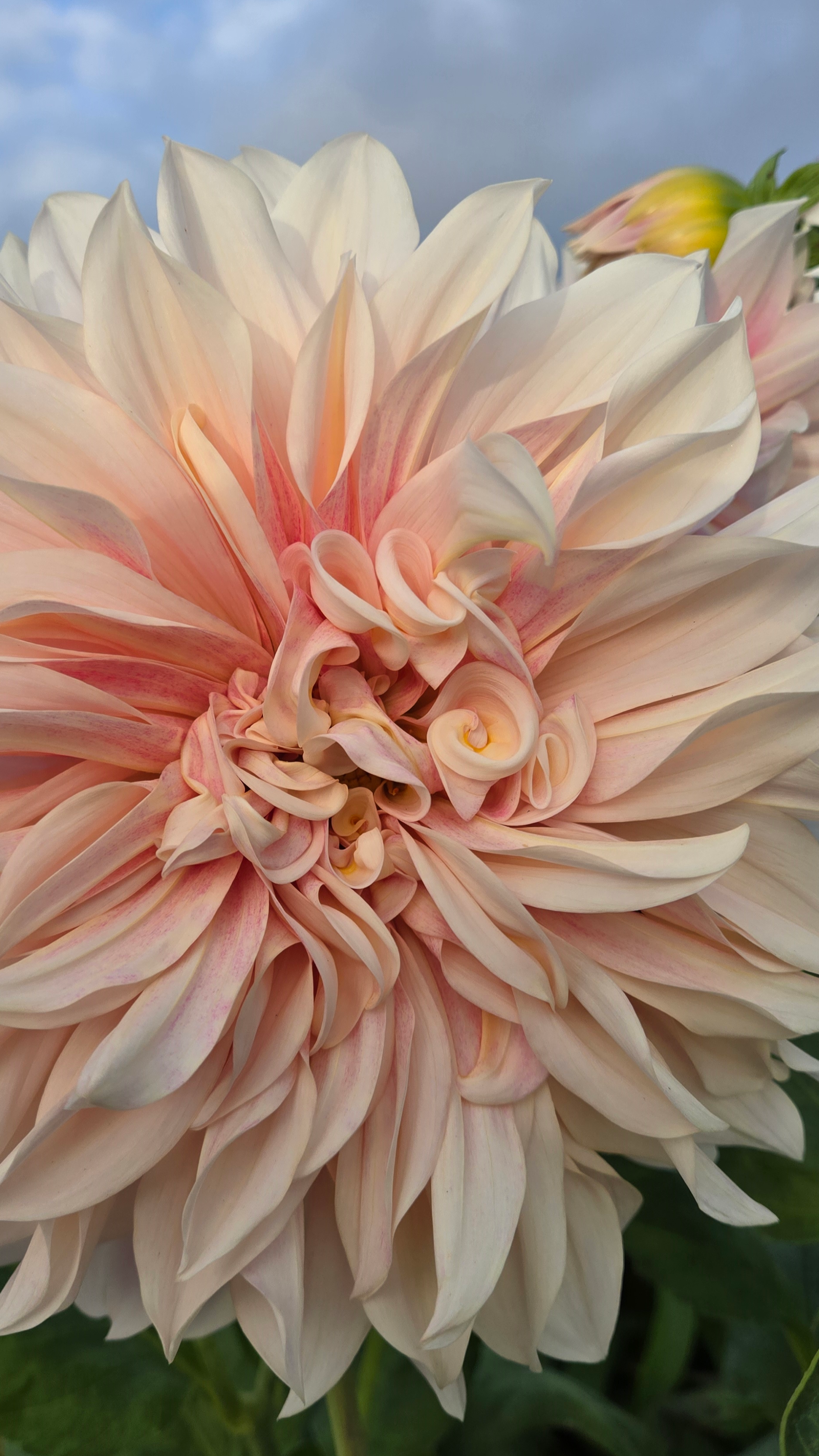 PalePinkDahliaAtMyFavoriteGarden