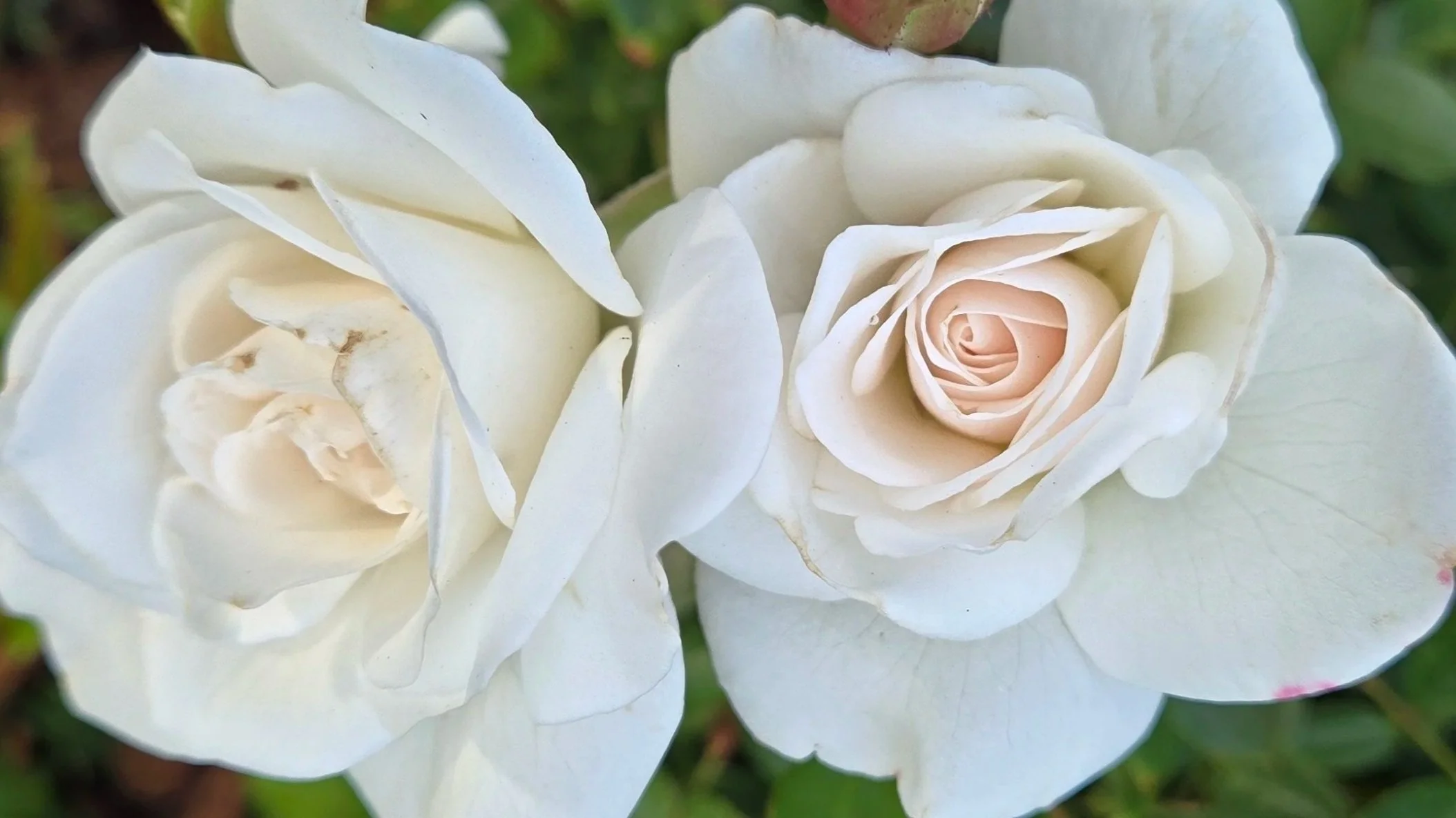 TwoCreamRosesFromMyFaveGarden