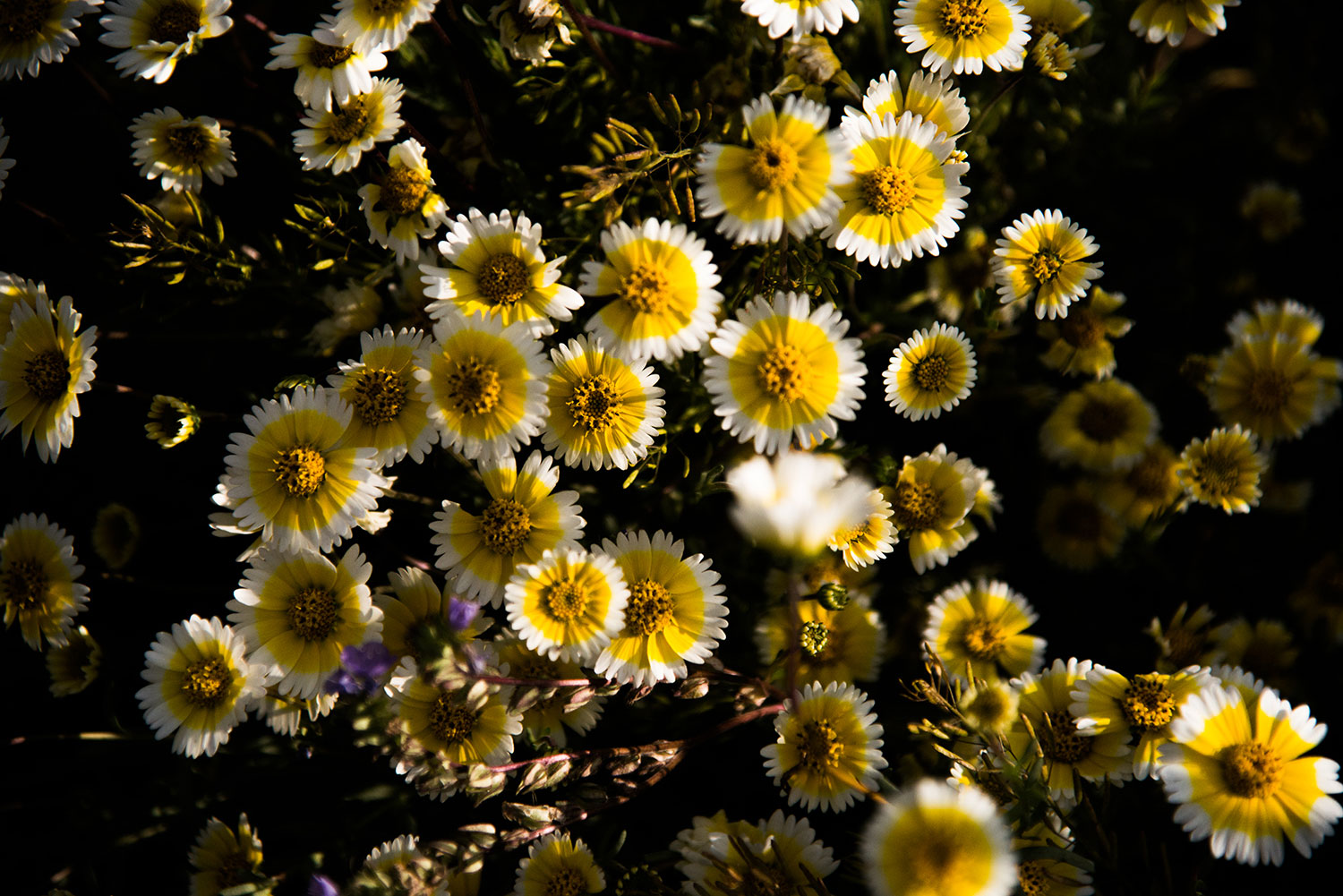 DSC_4024web.jpg