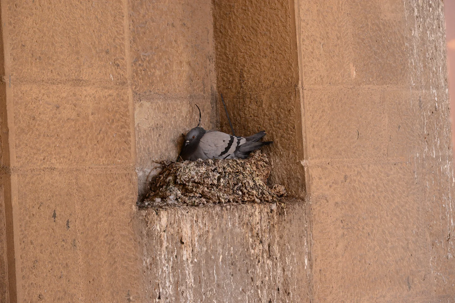 DSC_6667.jpg