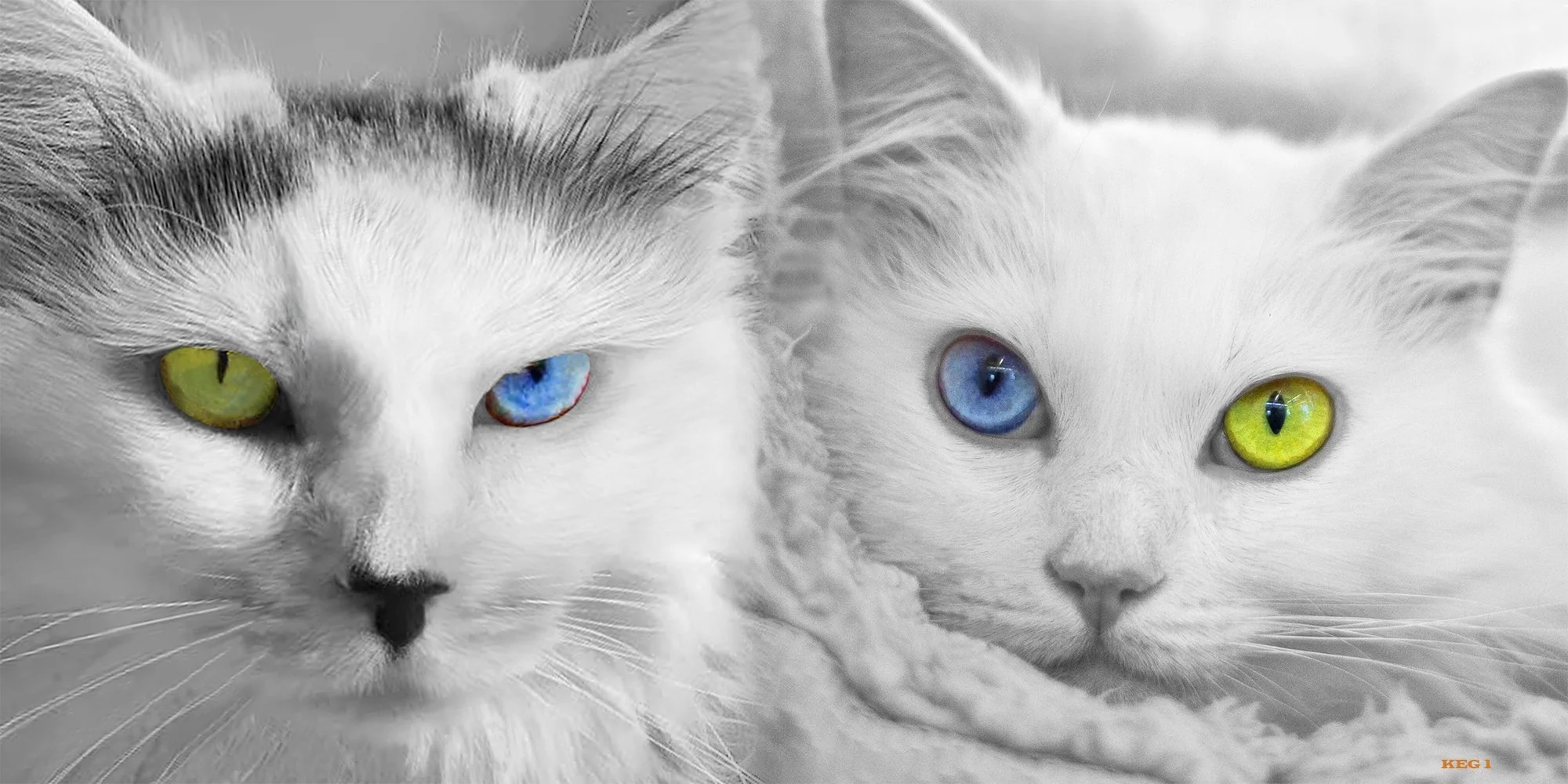 Multi.Color.Meows.2K.KEG1.2022.13.22.jpg
