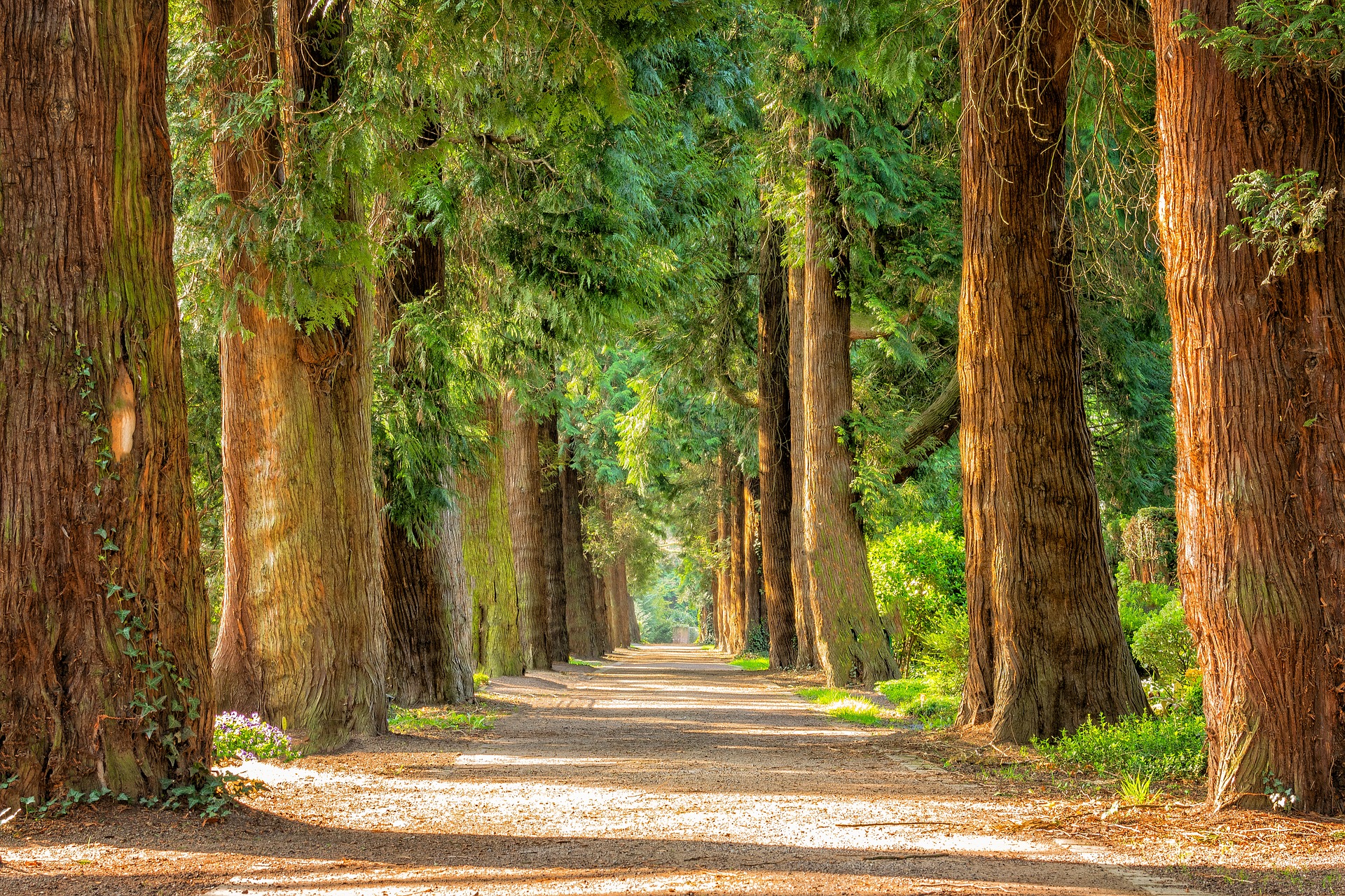 tree lined path.jpg
