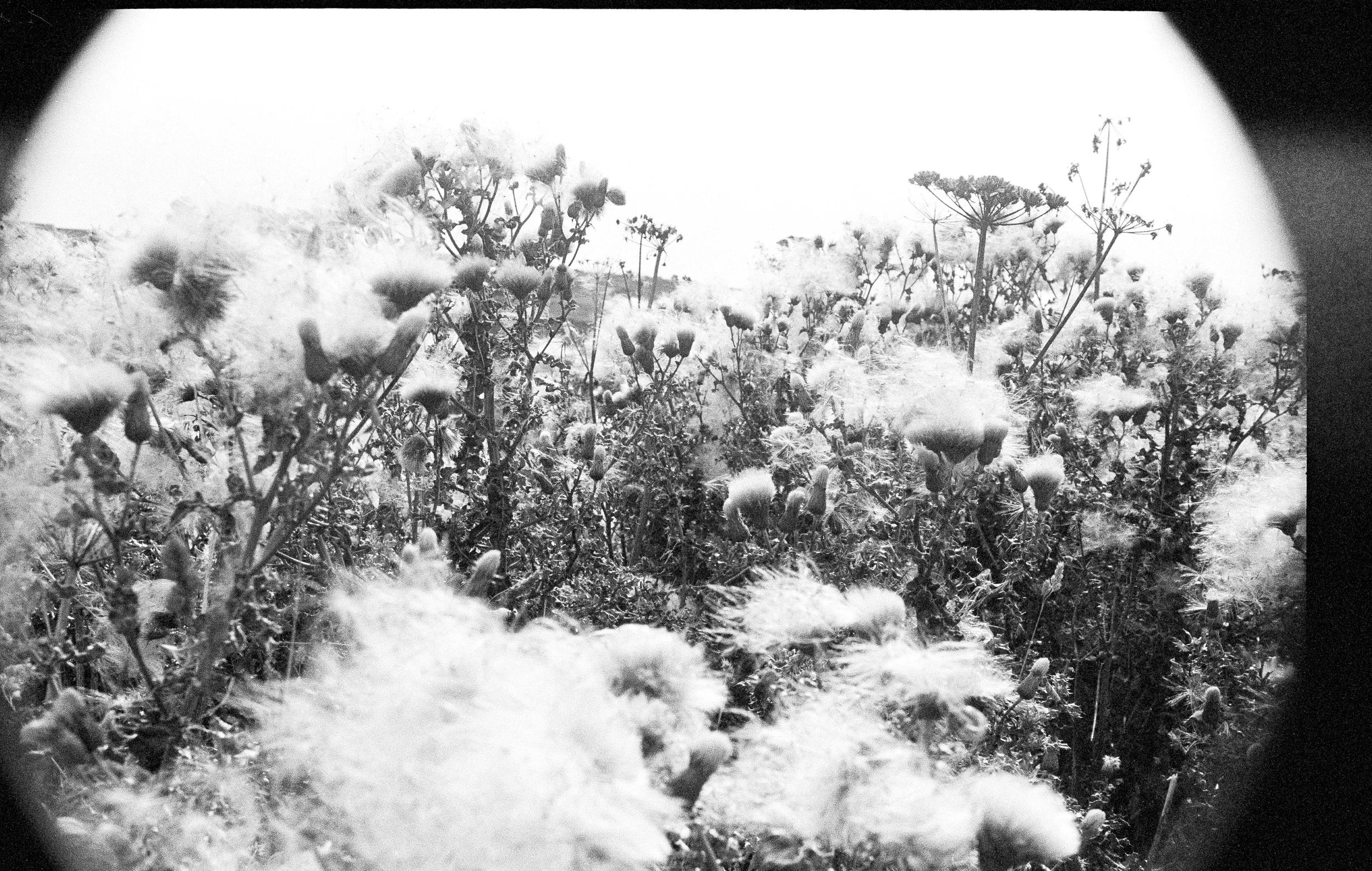 FLOWERS 3.jpg