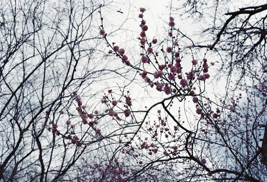 Ice Storm , Savannah, GA, 2014