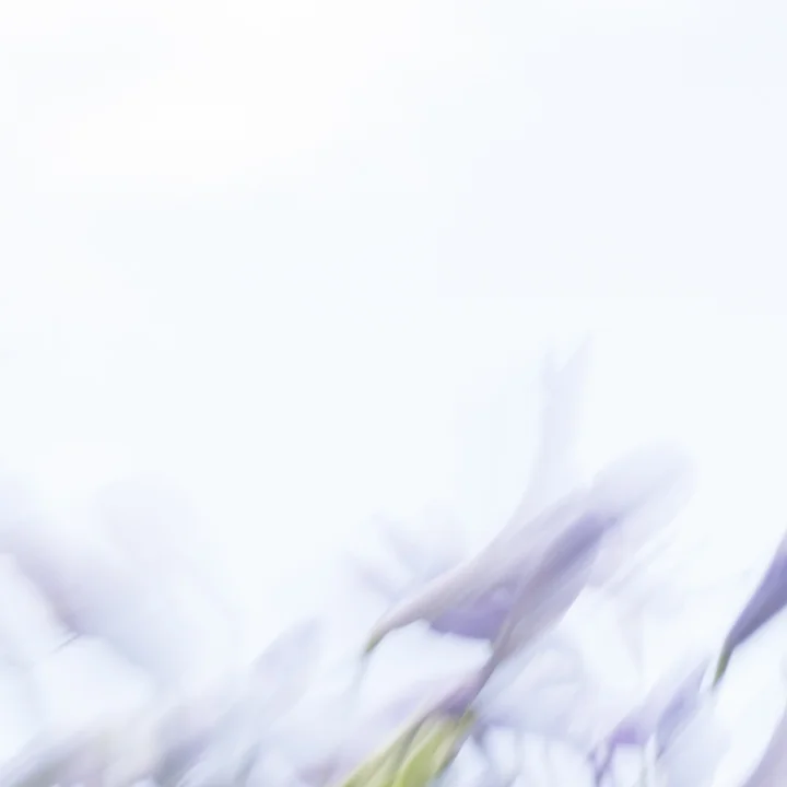Agapanthus II