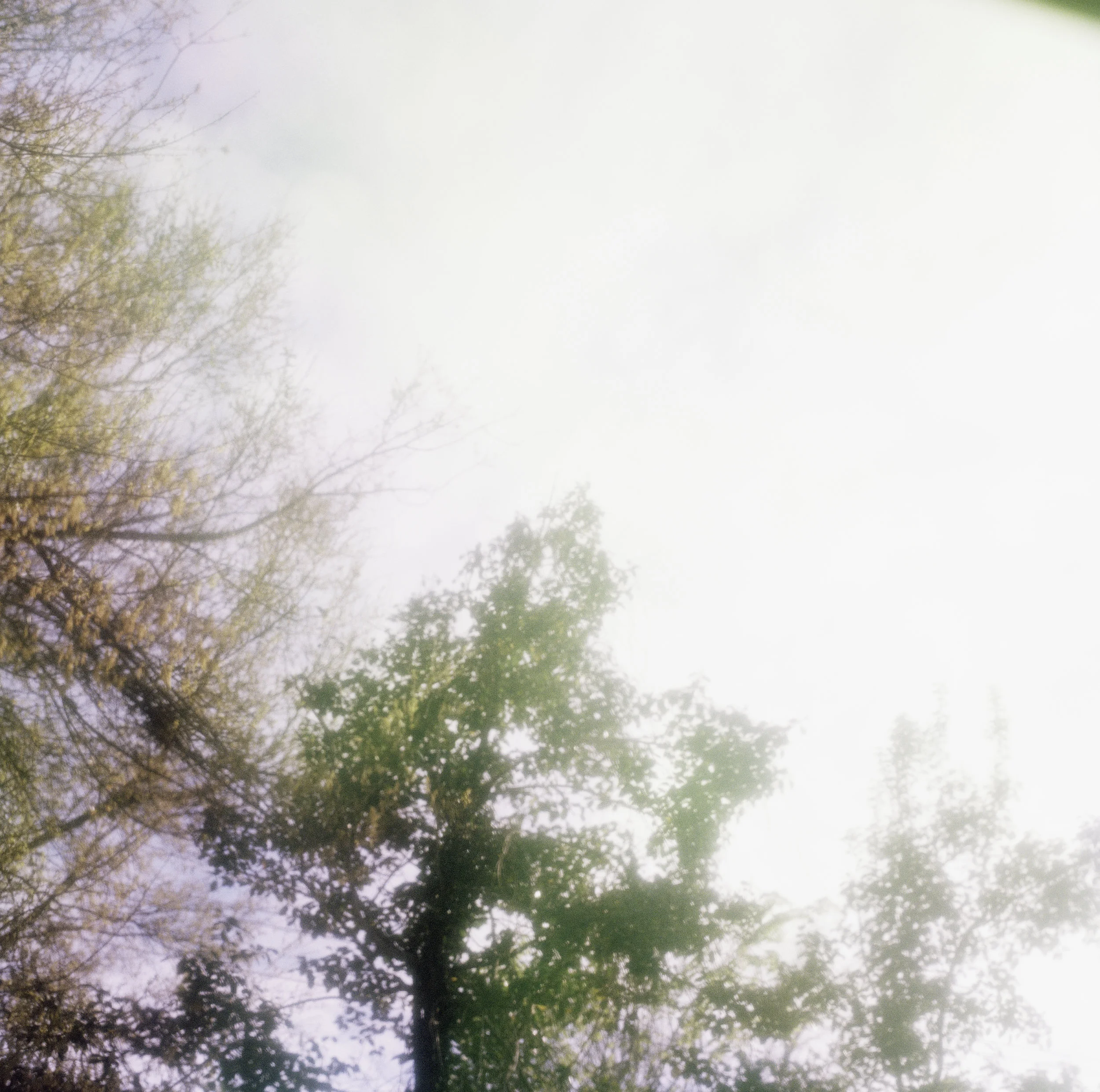 Wild Honey