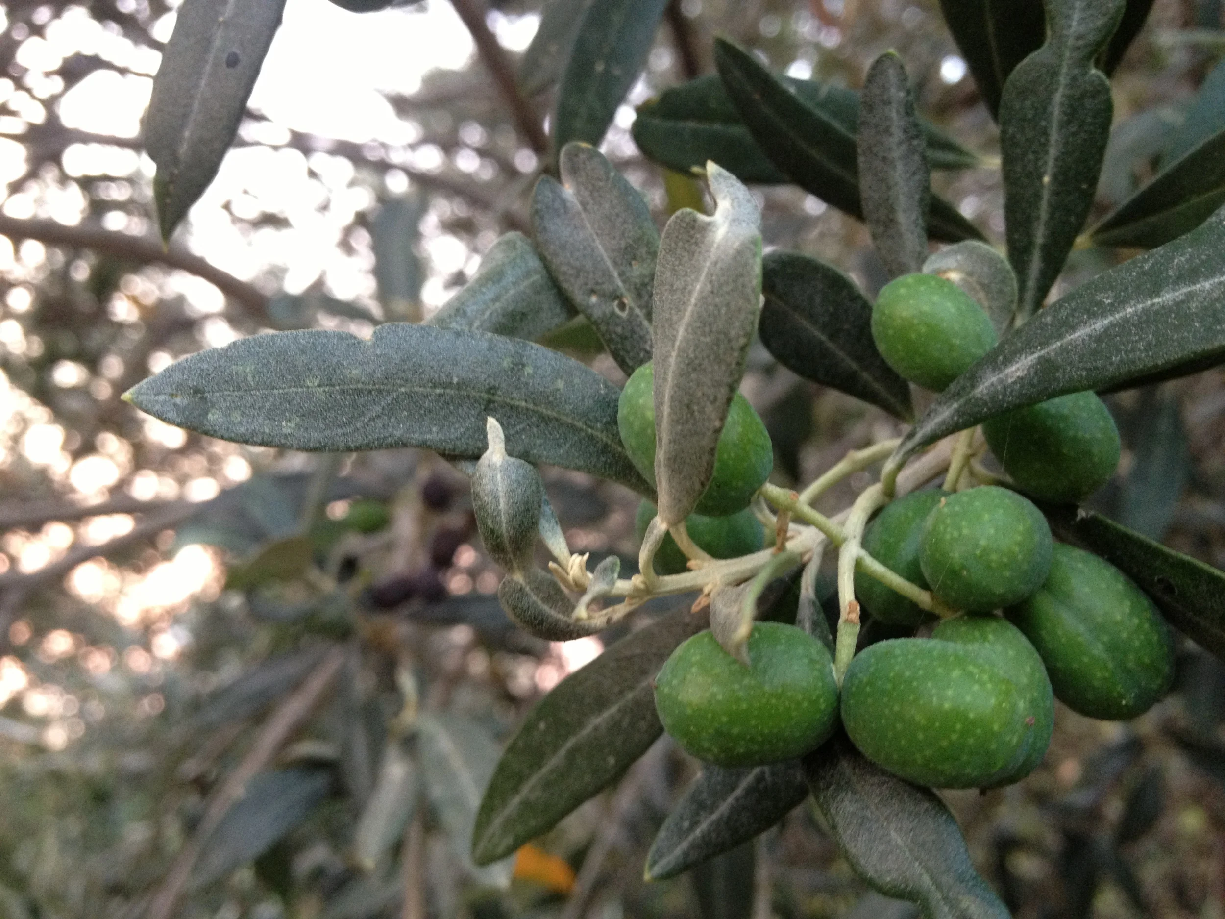 Plantcestral re-Membering for SWANA Healing