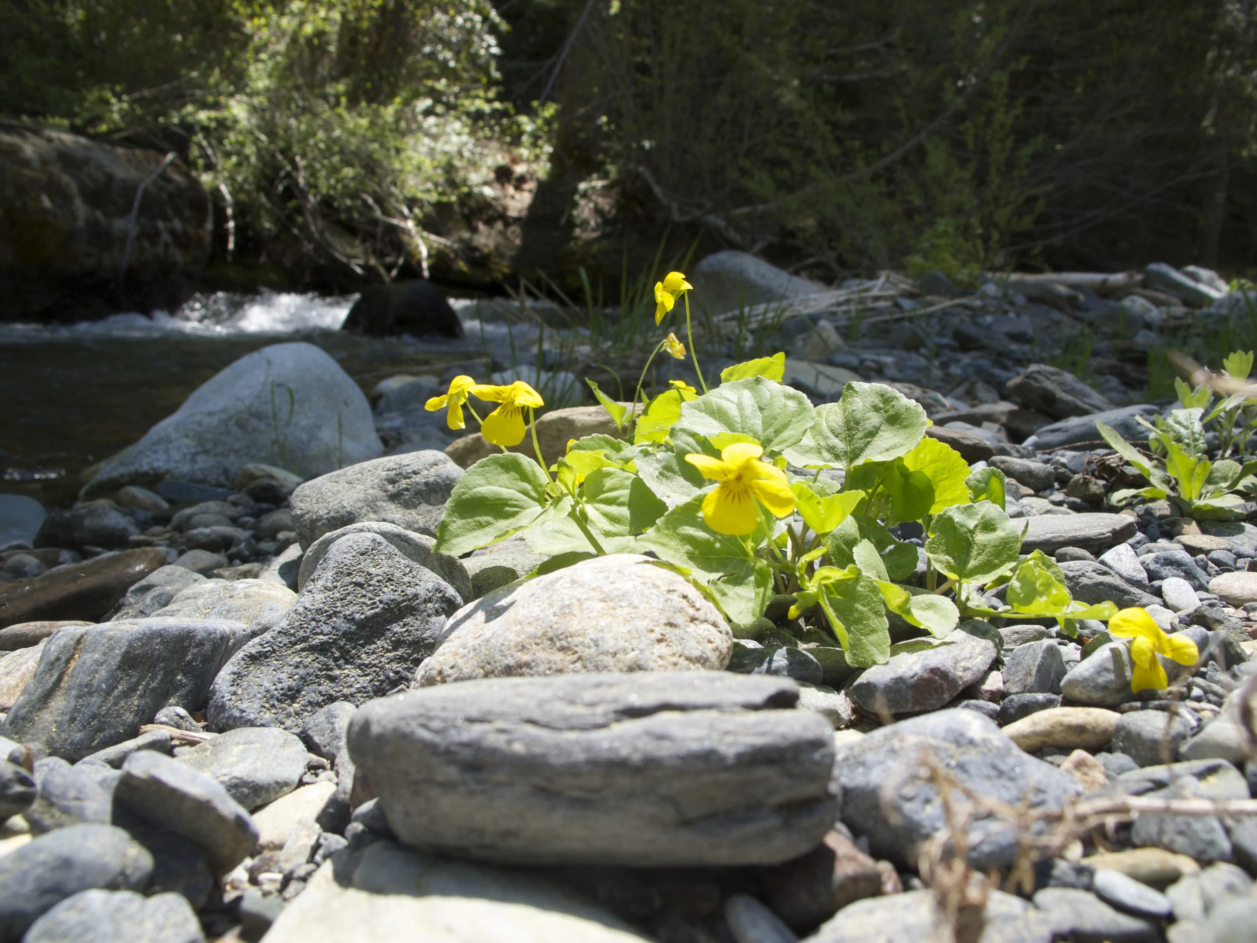 AIR: Blooming into Spring - Flower medicines to heal the consciousness & spirit