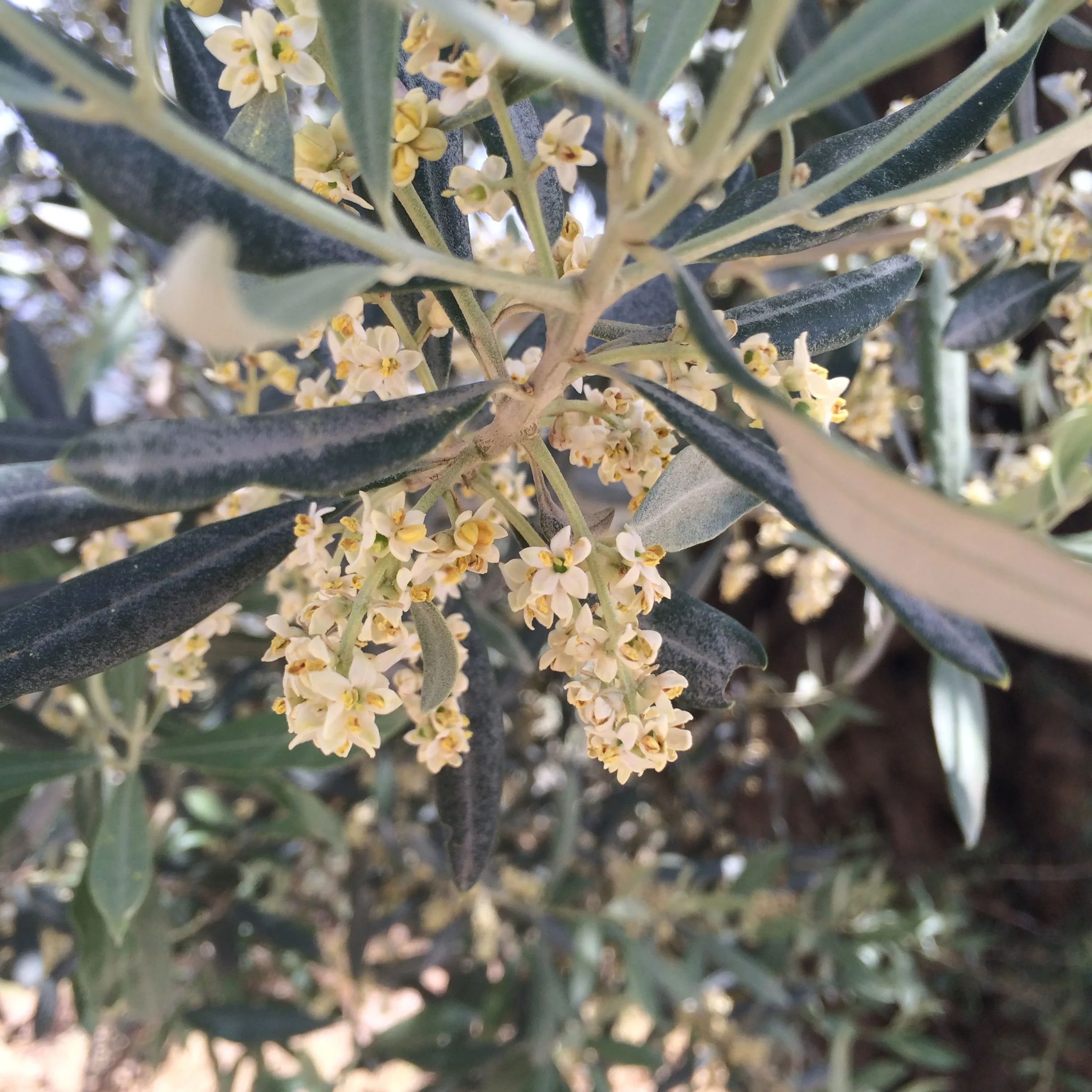 Plantcestors for Immune Support, LEBANON