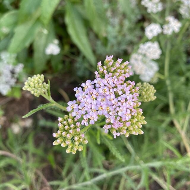 When your #yarrow becomes magically pink 😭💕! I&rsquo;ve always extra loved soft pink yarrows and wished for some, and now mine has shape shifted 🥰.
&bull;
Loki my bff but also kinda naughty doggie was caught in my yarrow bed a couple weeks ago, wh