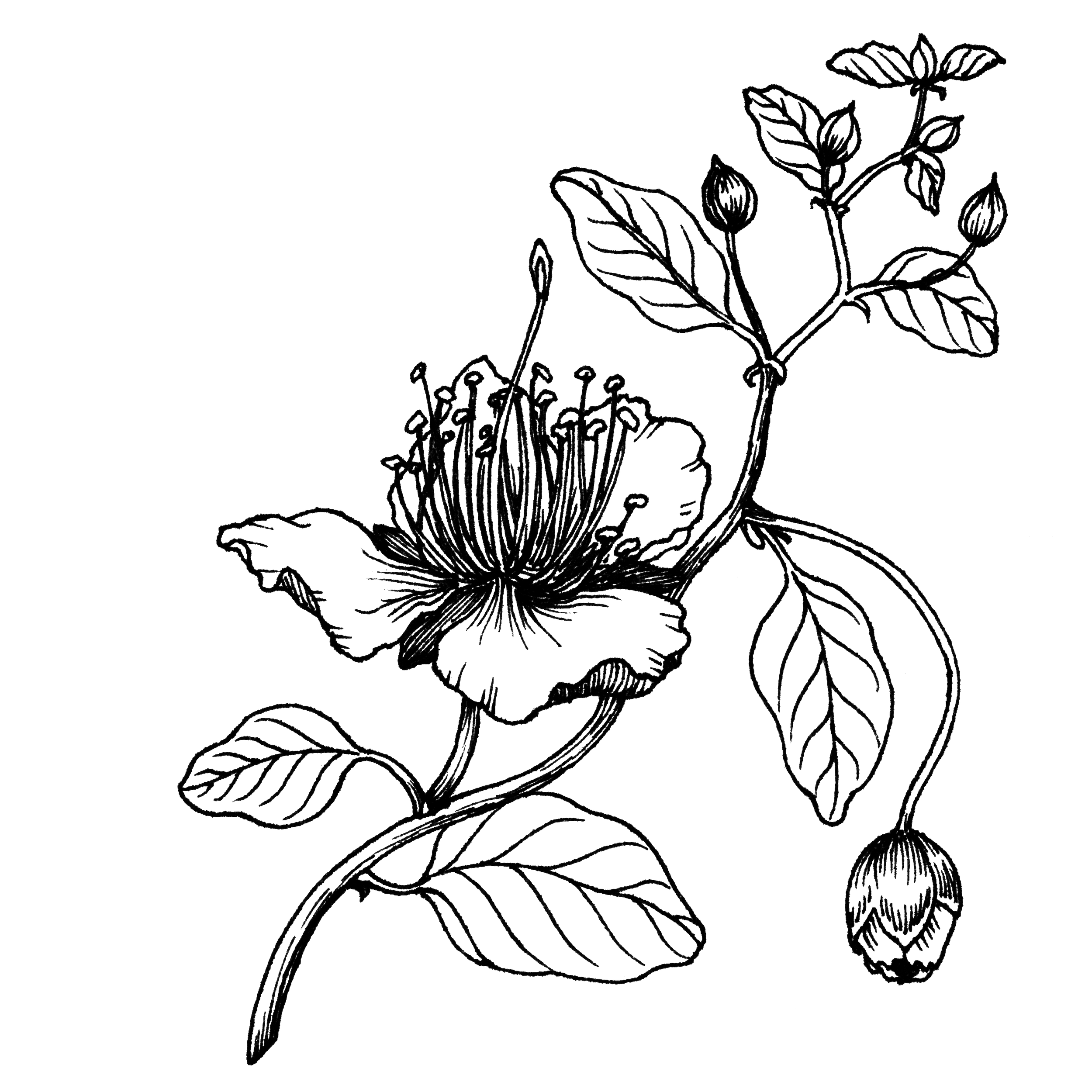 Kobar | كبار | Spiny Caper | Capparis spinosa