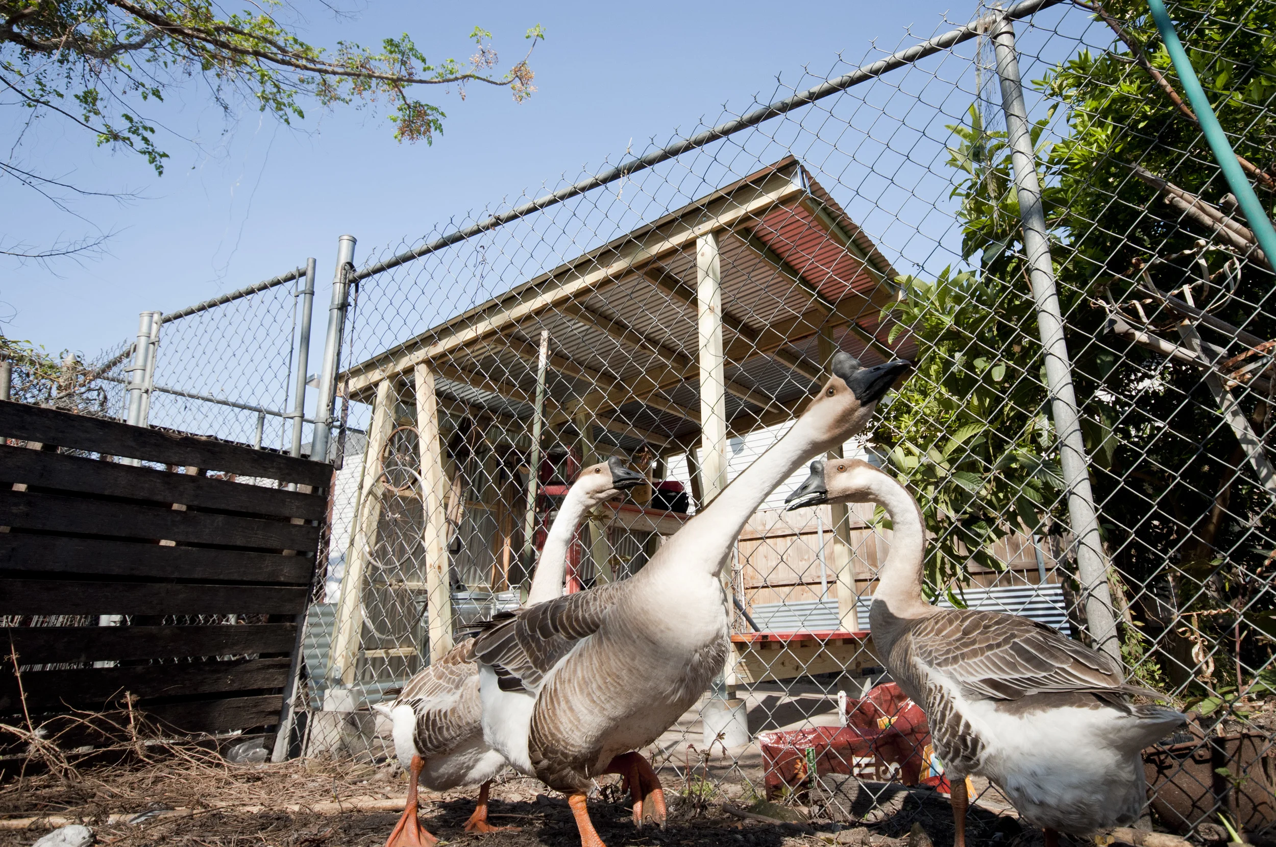 NOLA design-build tool shed for community garden_pine, corrugated metal, reclaimed doors, wheels, geese* *not responsible for design of geese