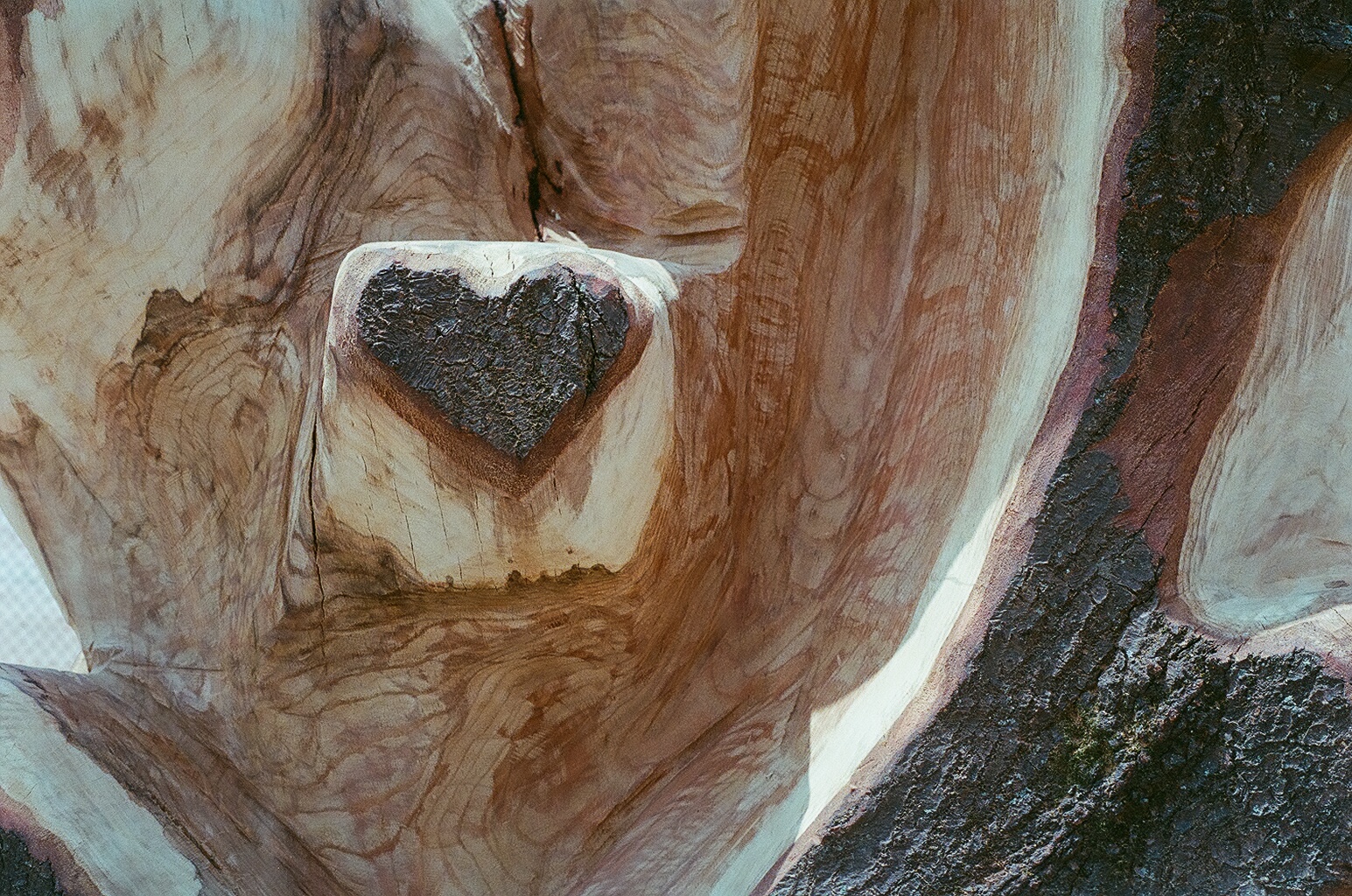  phs climbing scuplture_salvaged oak [detail] 