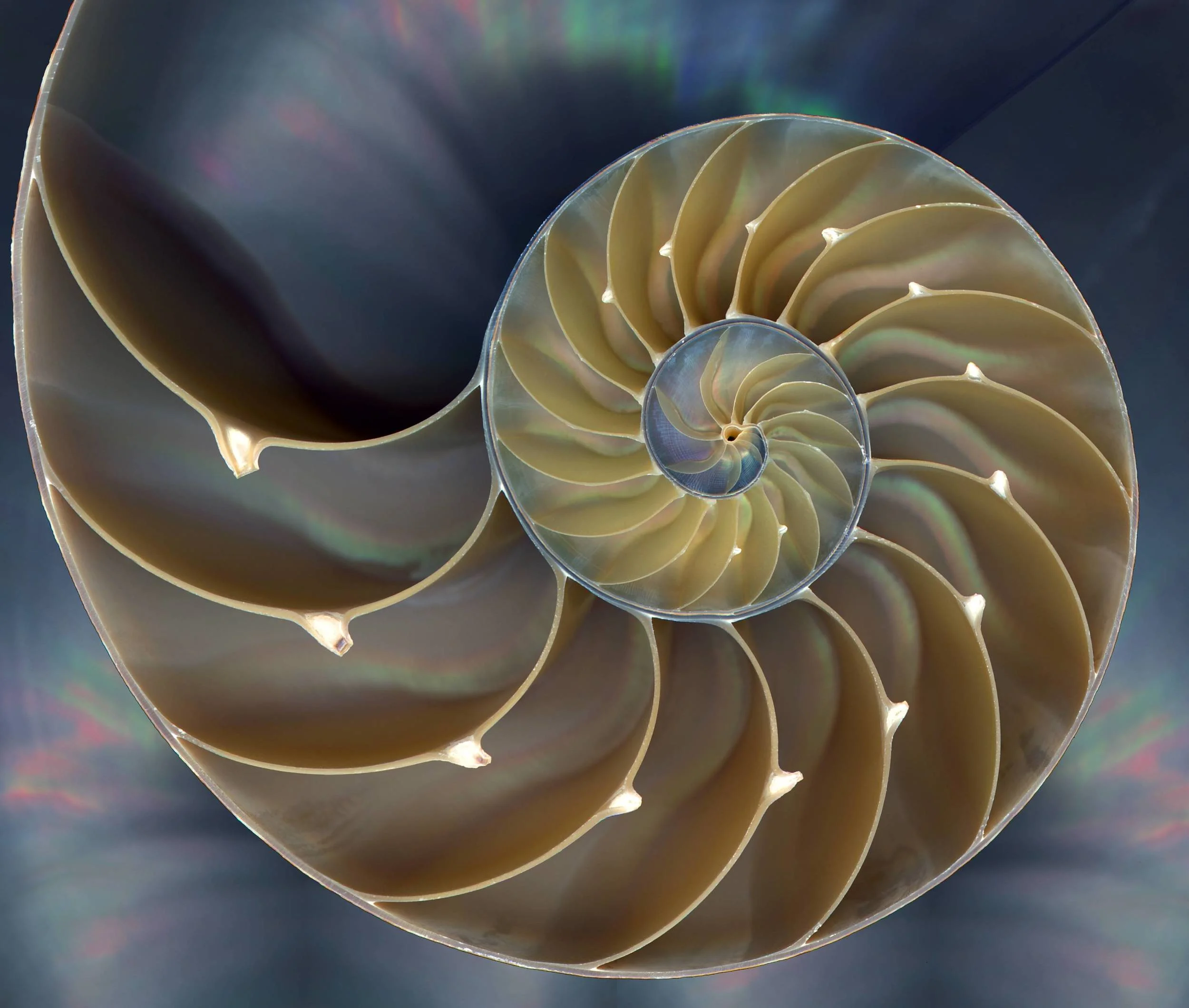 nautilus.jpg
