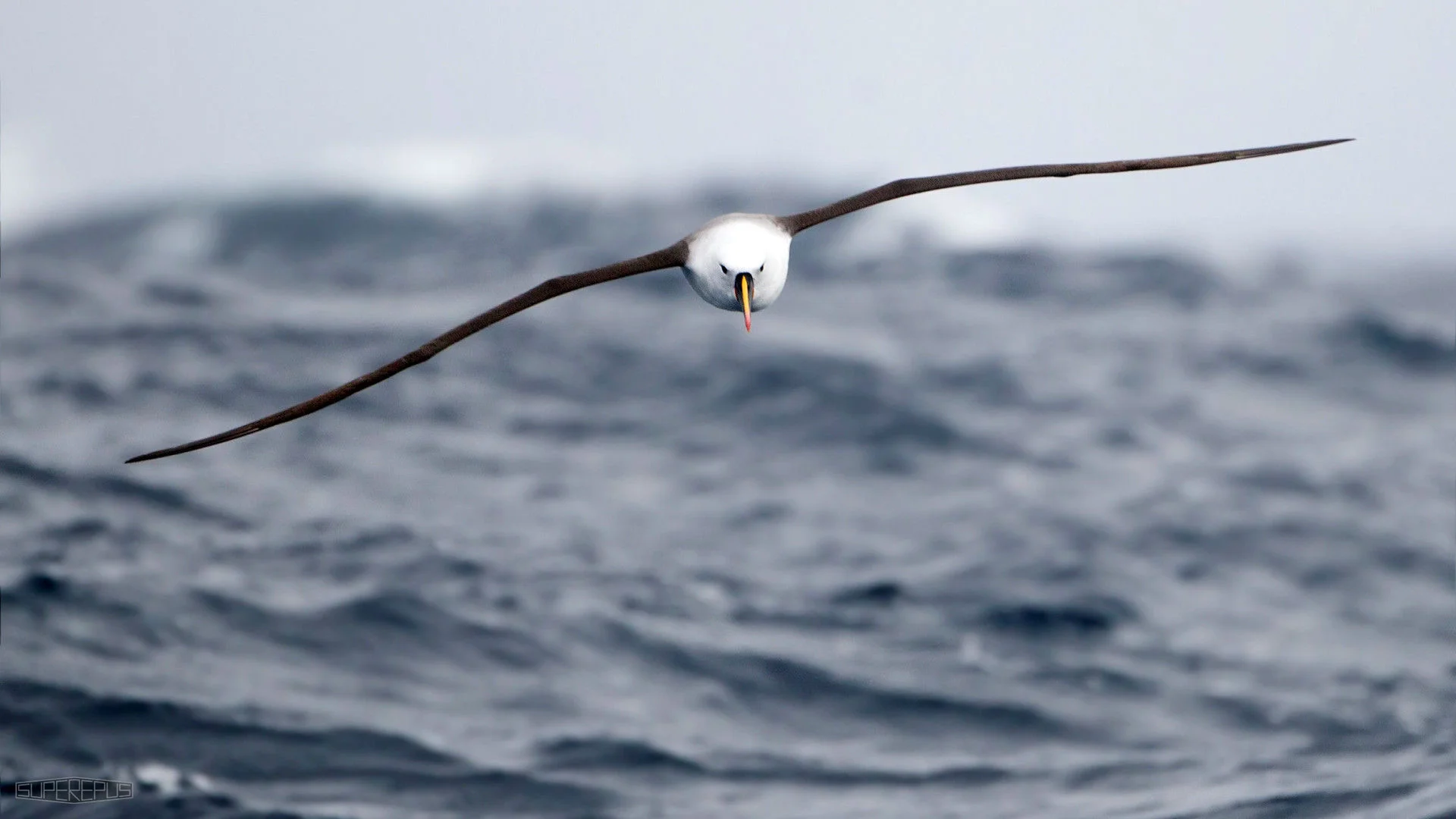 albatross.jpg