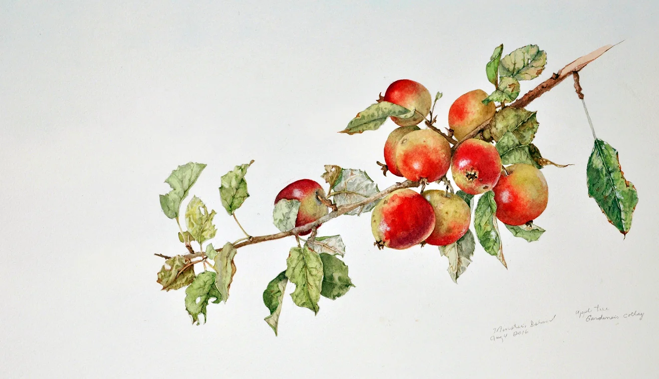 "Study for Apple Tree” Watercolour (15" X 20") 🔴