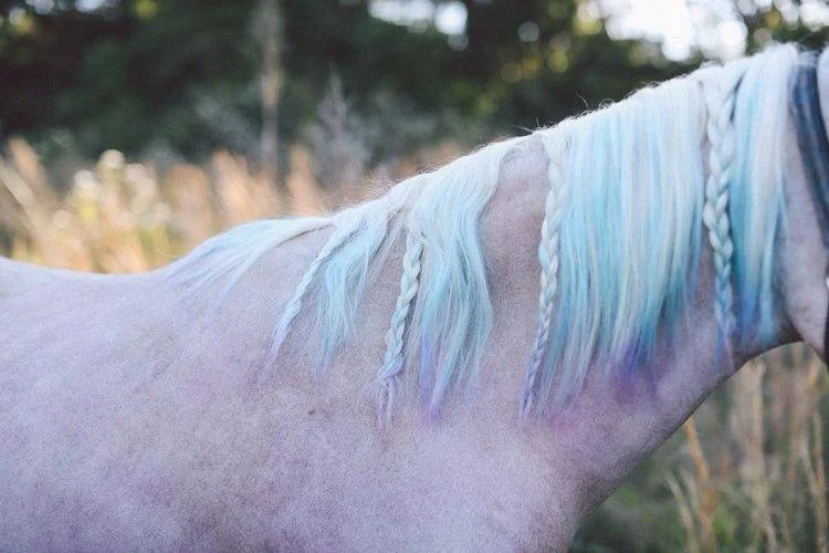 horse2.jpg