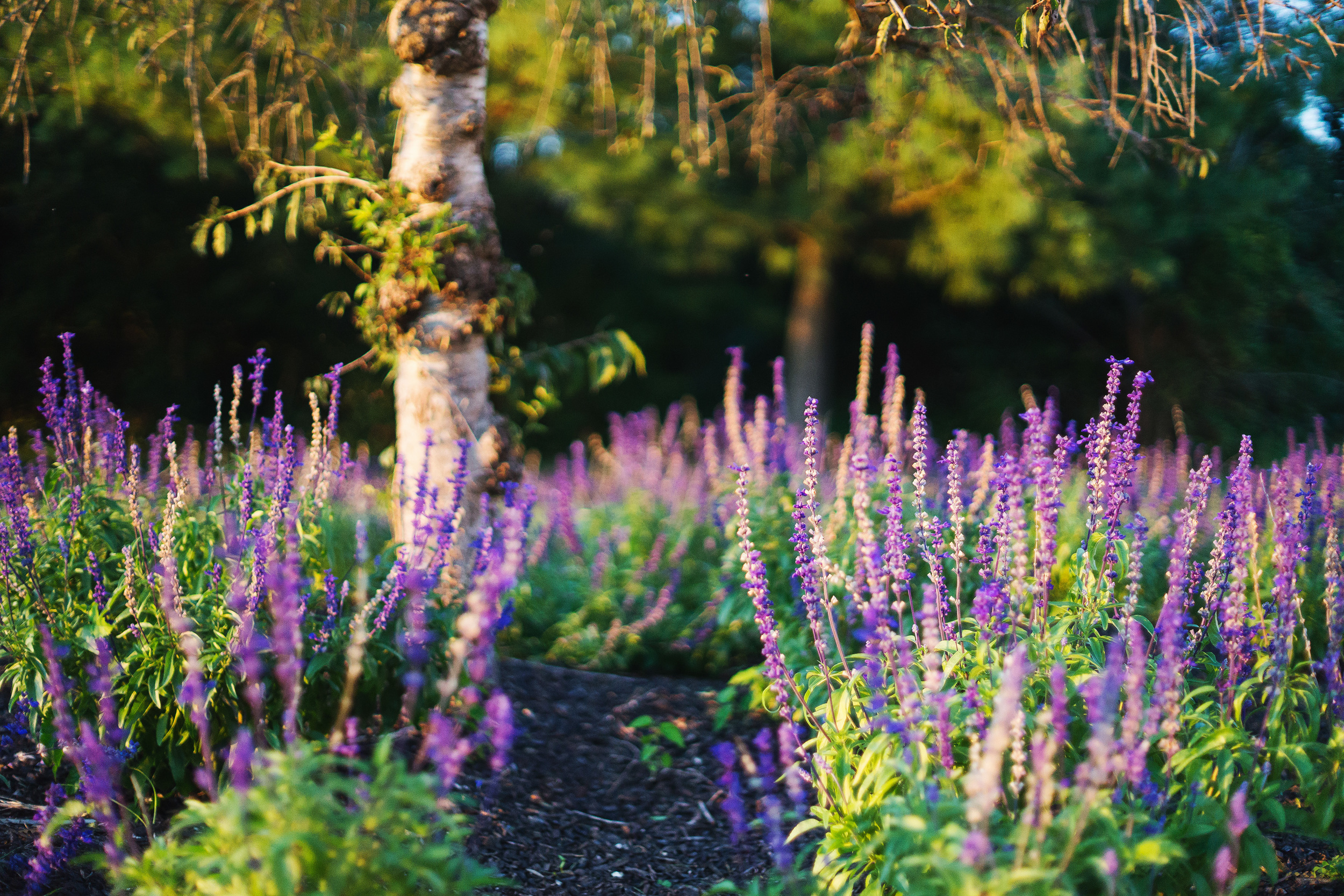 Lavender at bristow manor in virginia