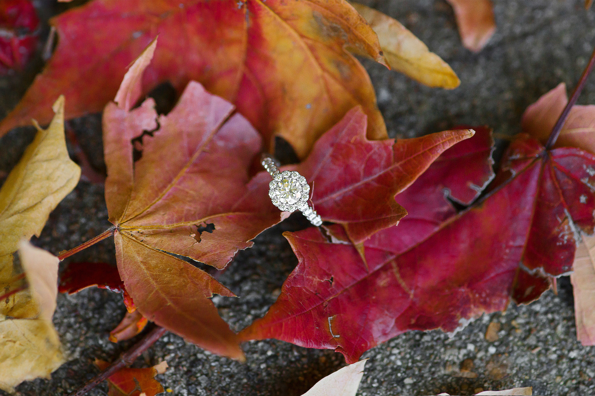 Engagement ring in fall leaves with halo 