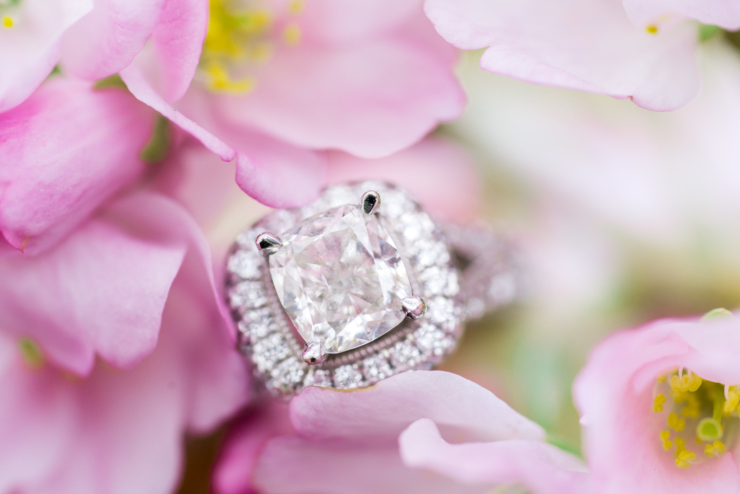 Princess cut engagement ring in pink cherry blossoms in DC