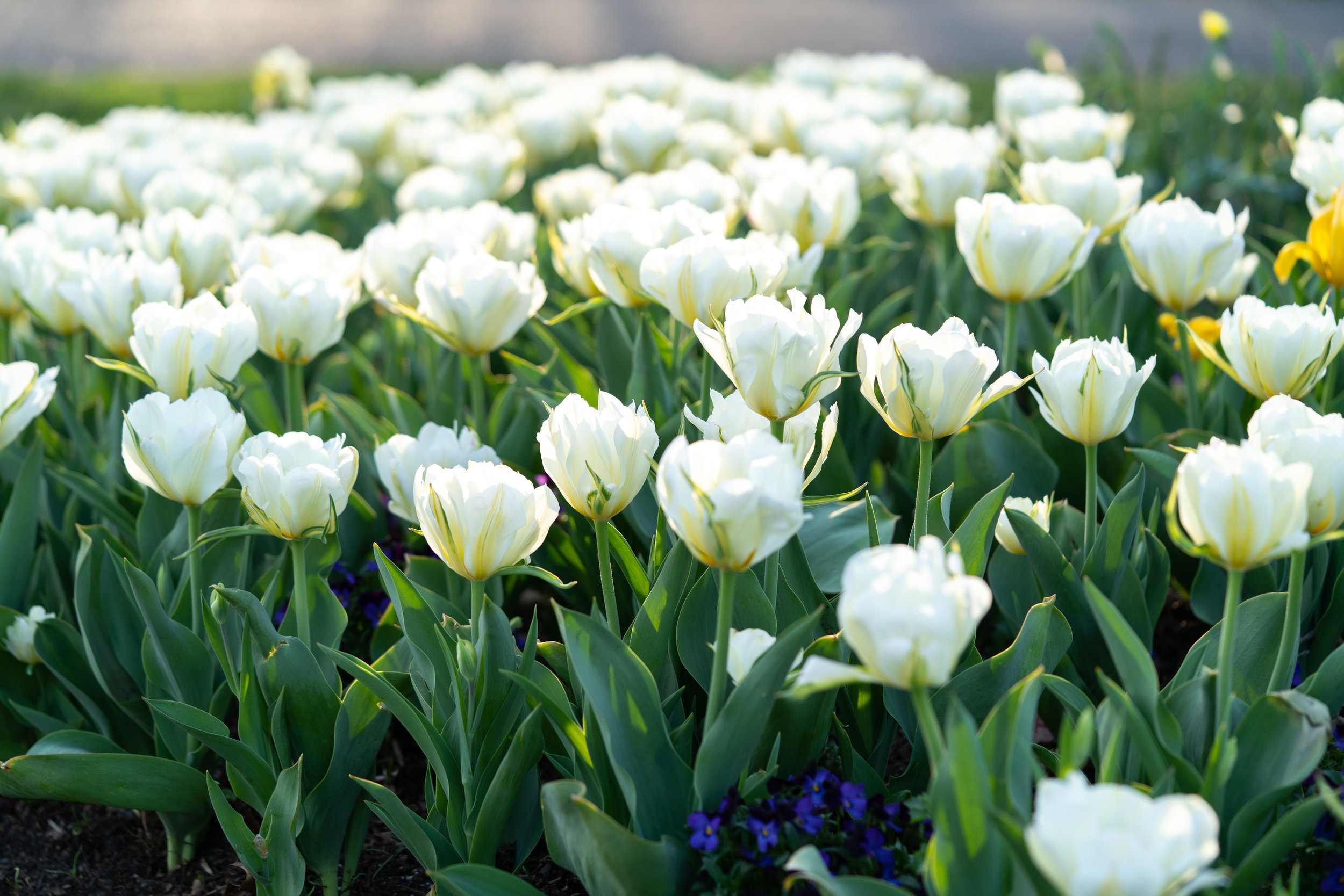 White tulips blooming in Virginia at Meadowlark Botanical Gardens