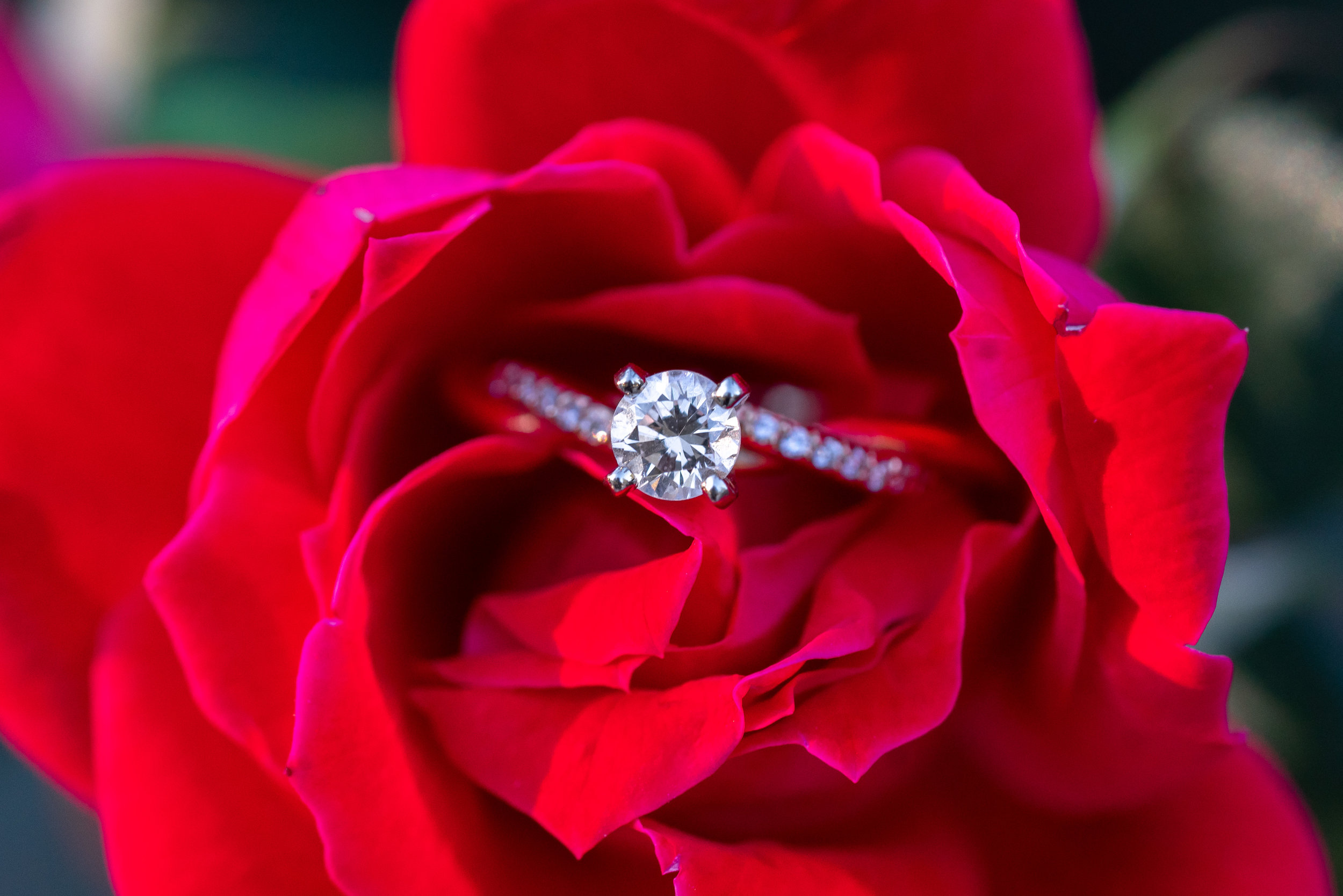 Round solitaire engagement ring in a red rose at Federal Hill Park in Baltimore