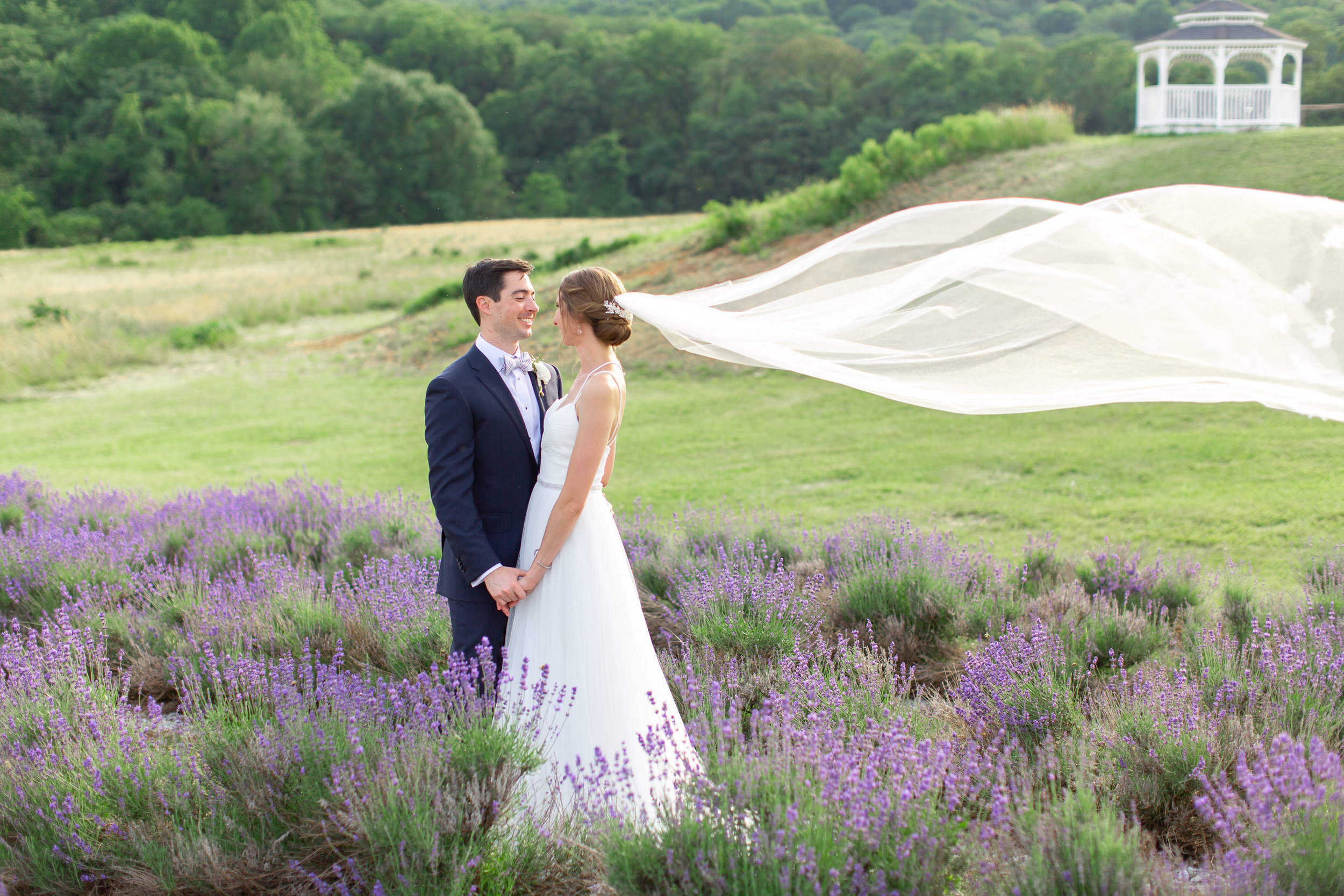 Bride and groom with Lovely Bride veil in the wind in lavender fields at Springfield Manor