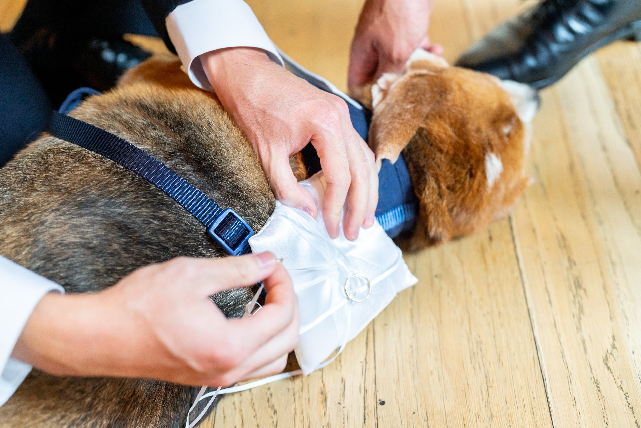 Funny wedding photography ring bearer dog lays down on the rings