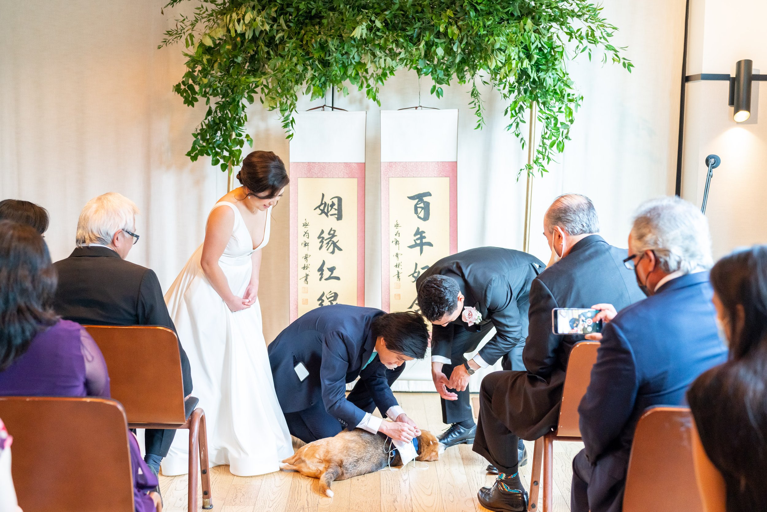Groom and officiant can't get the ring off the ring bearer dog who laid down
