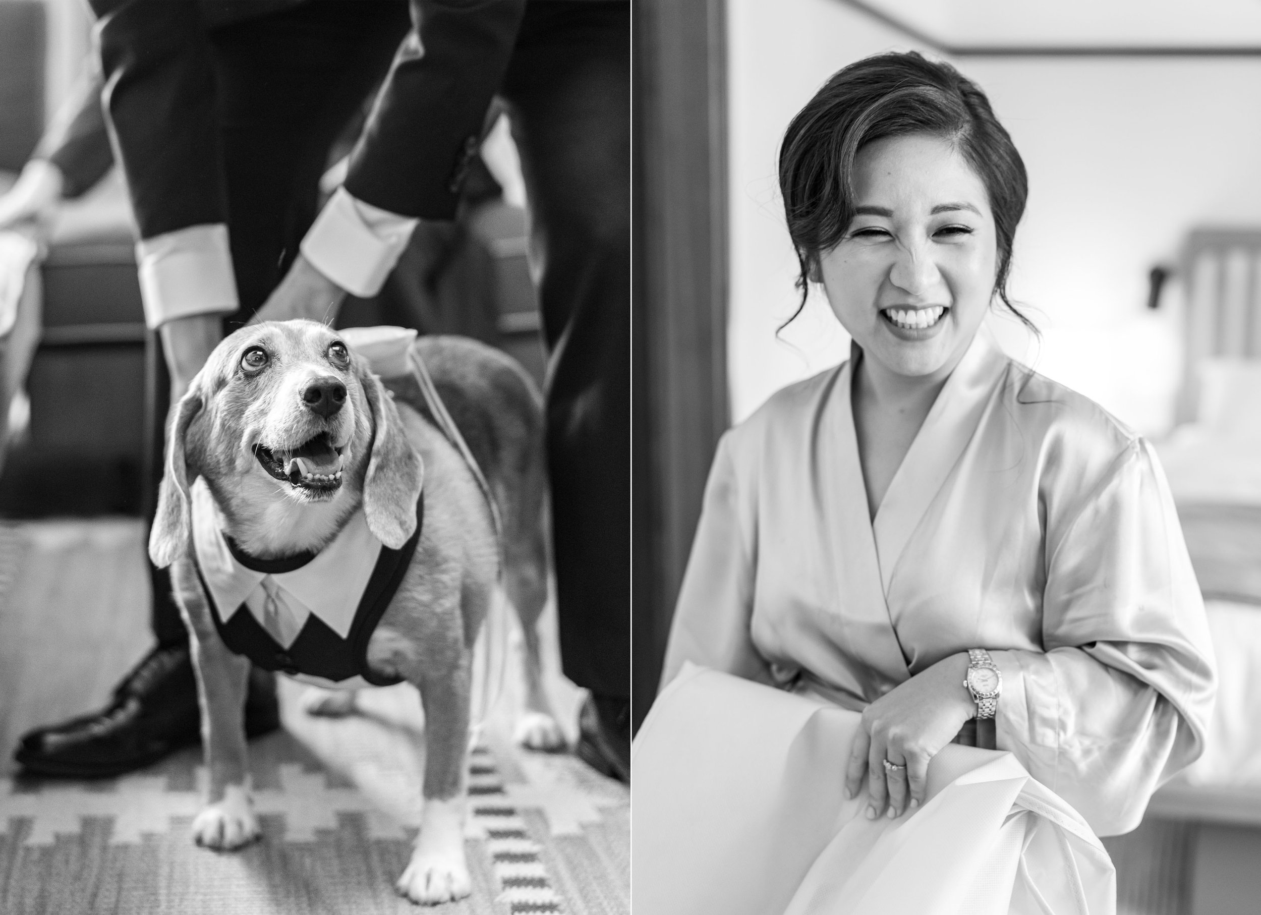 Andy the beagle dog and the bride getting ready for wedding at Eaton hotel DC