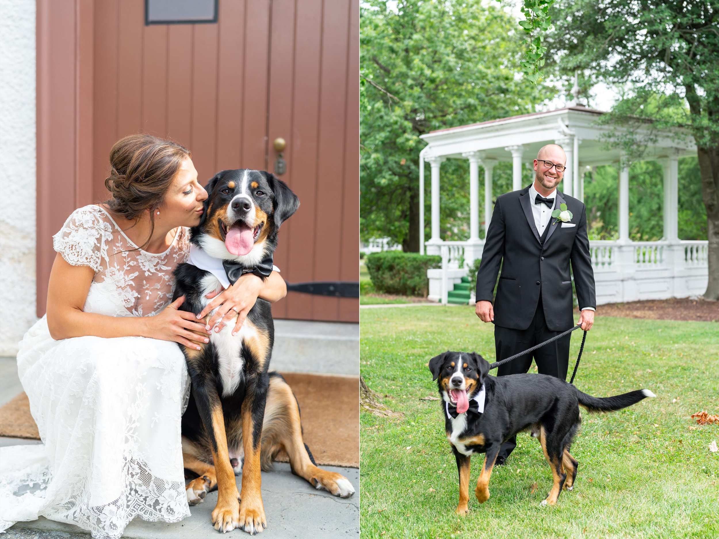 Bride and groom portraits with their Bernese Labrador mix
