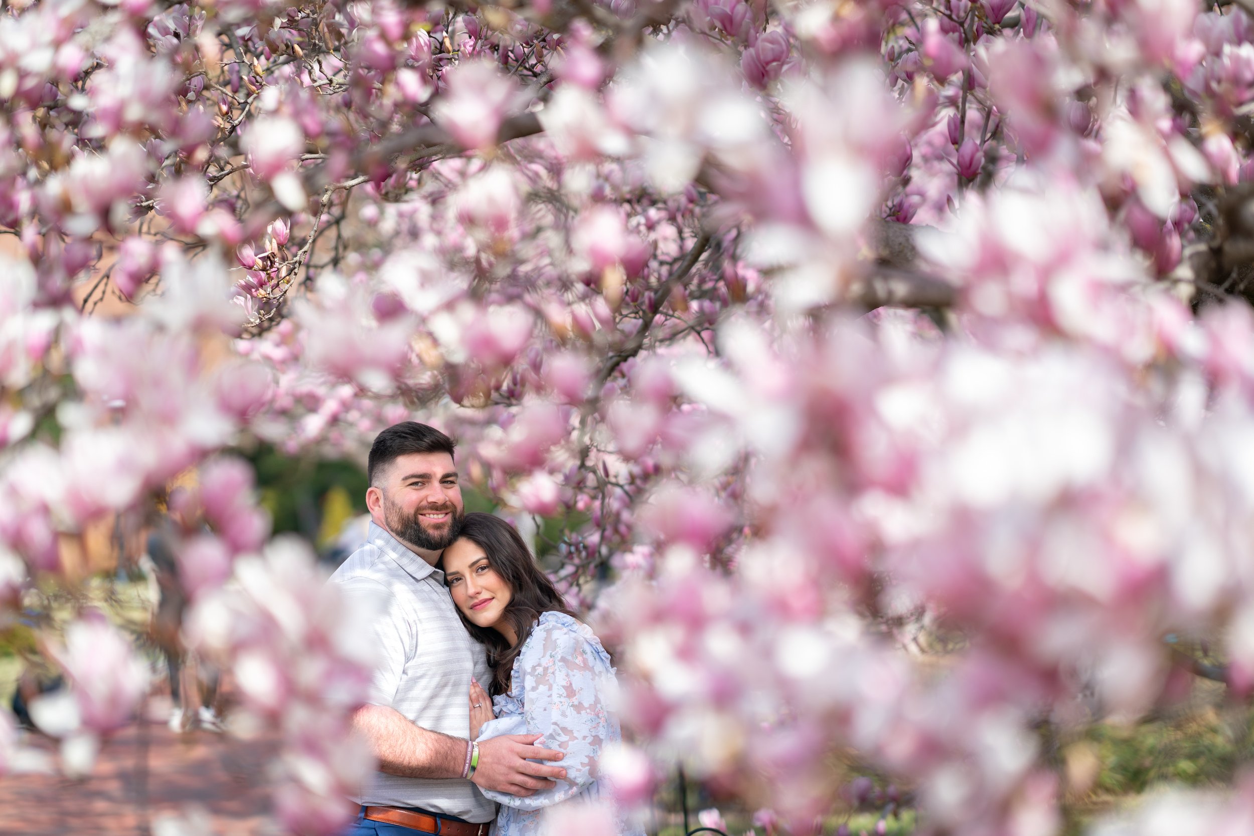 Engagement couple poses in the saucer magnolias at Enid A Haupt garden