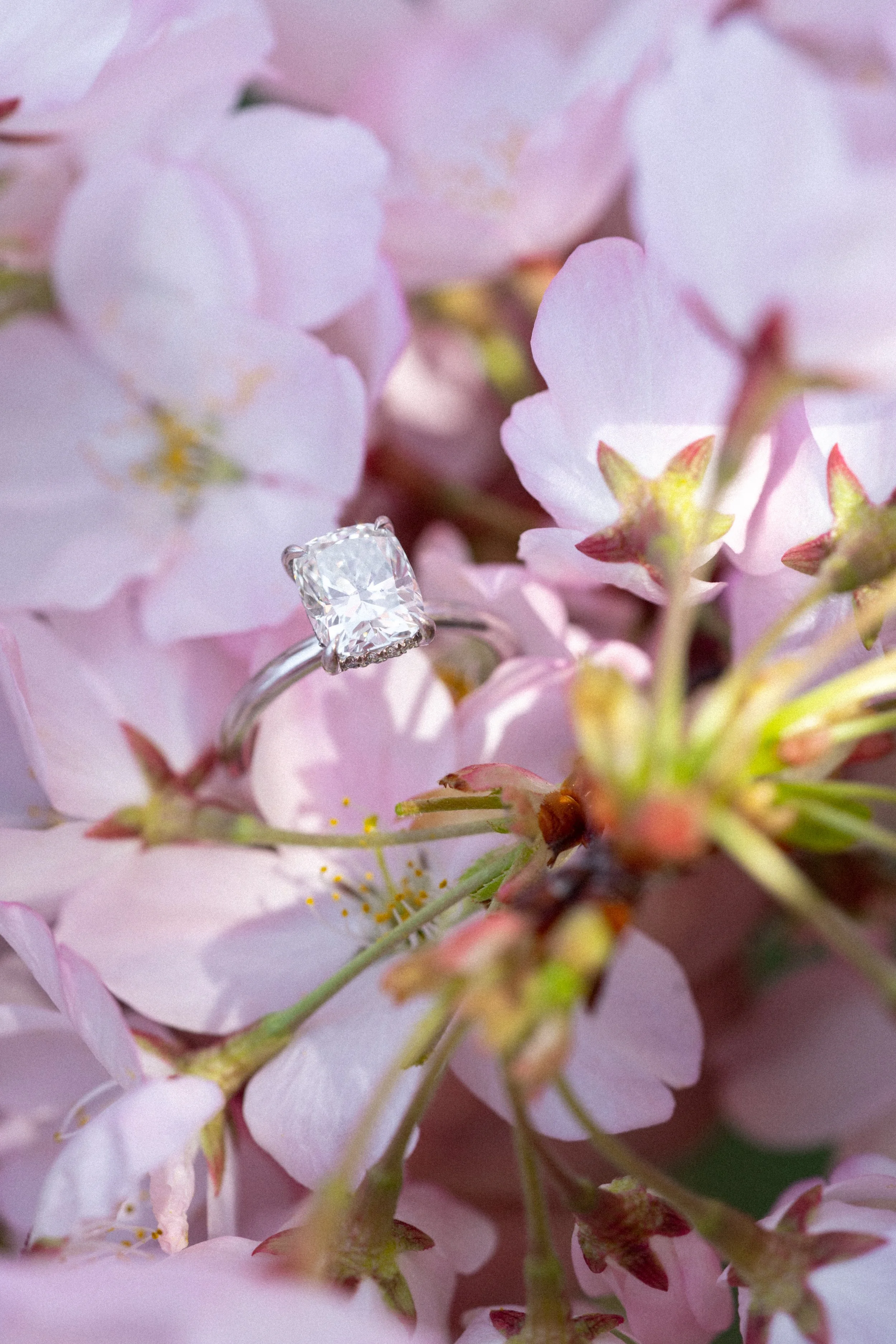 Amazing pink cherry blossom ring photo and session in dc and fort mchenry