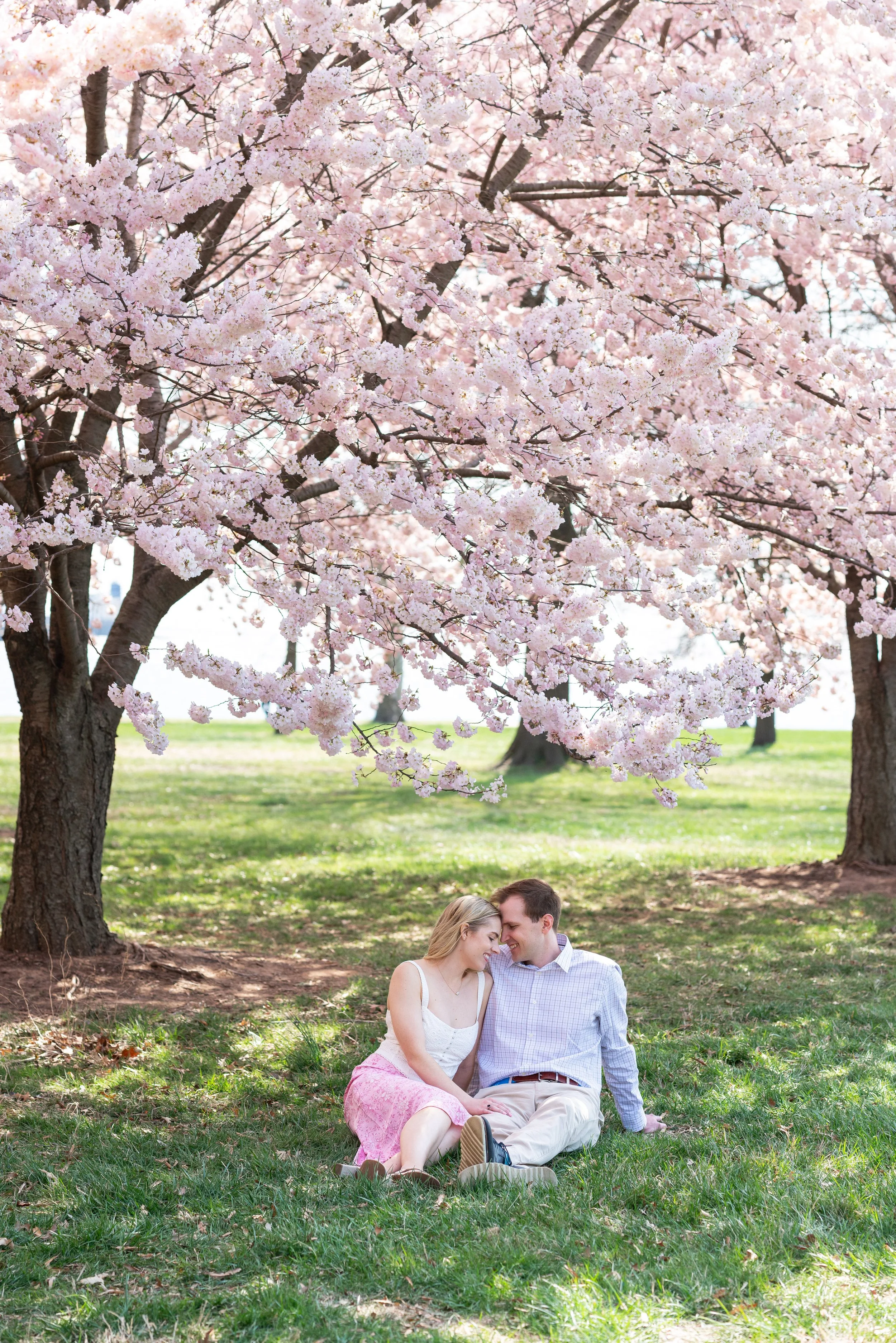 Cherry Blossom Engagement Session