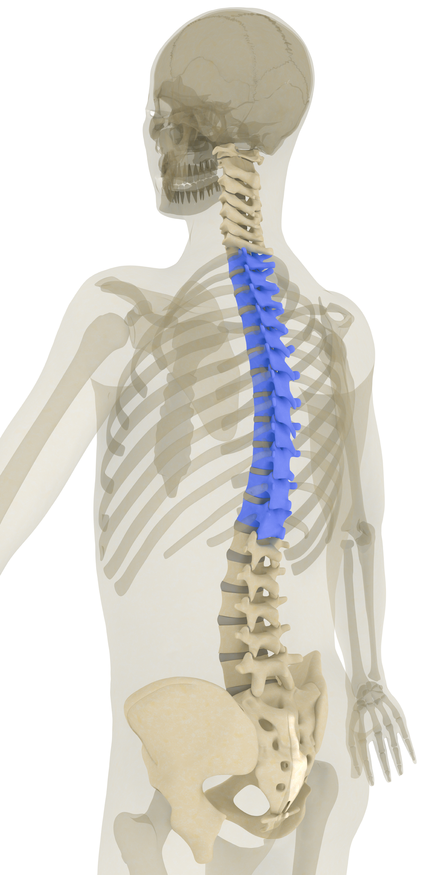 The thoracic region of the vertebral column