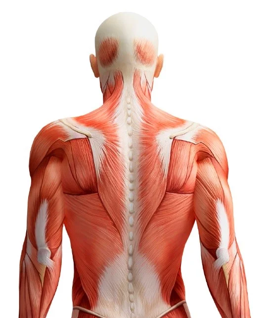 Upper back.jpg