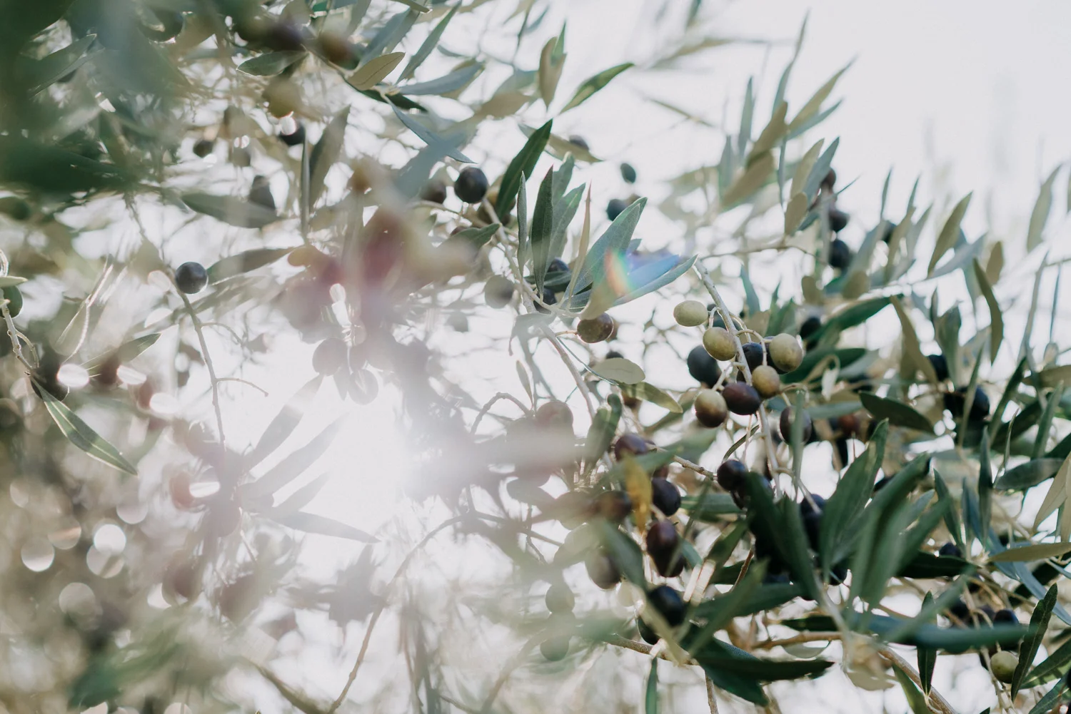 Light shinning through olive trees