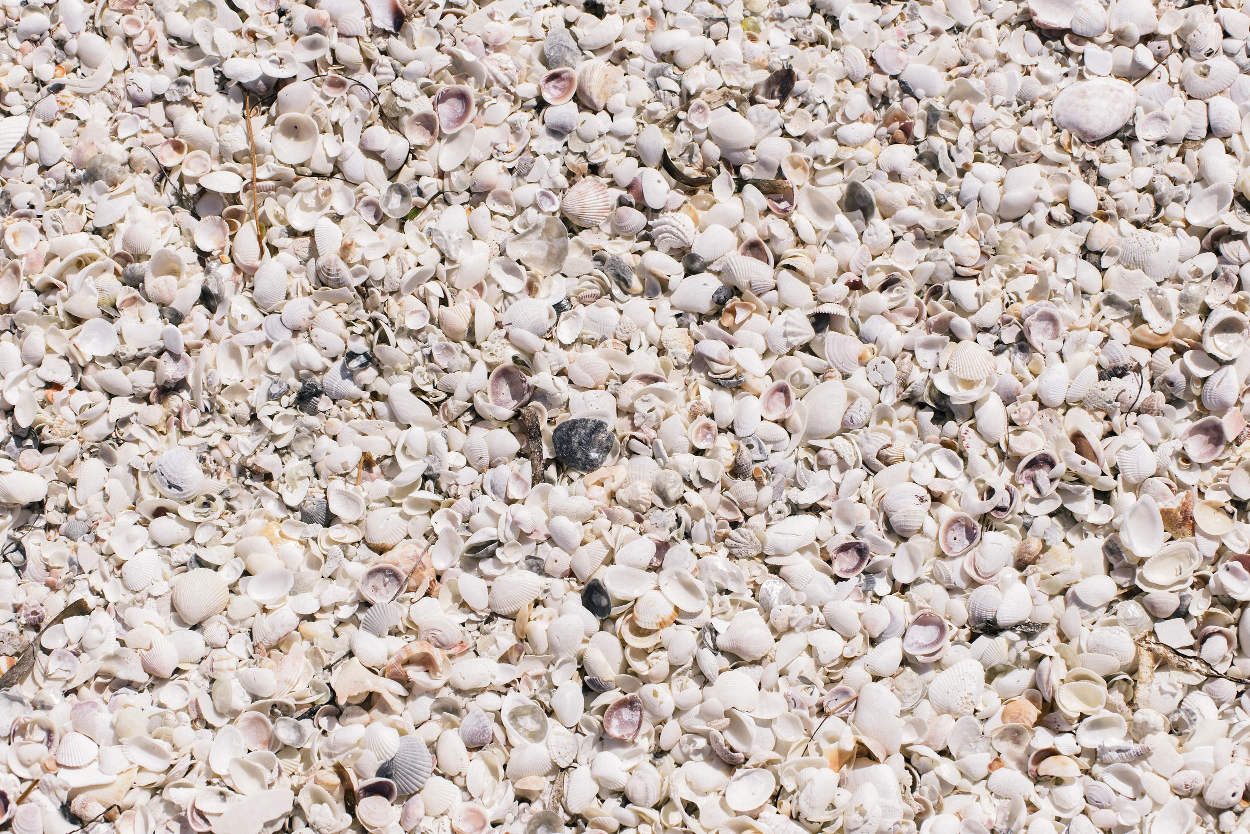 CarleyRuddPhotography_FTMyersSanibel-31.jpg