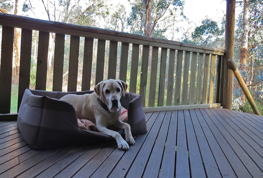 IMG_3333_dog.jpg