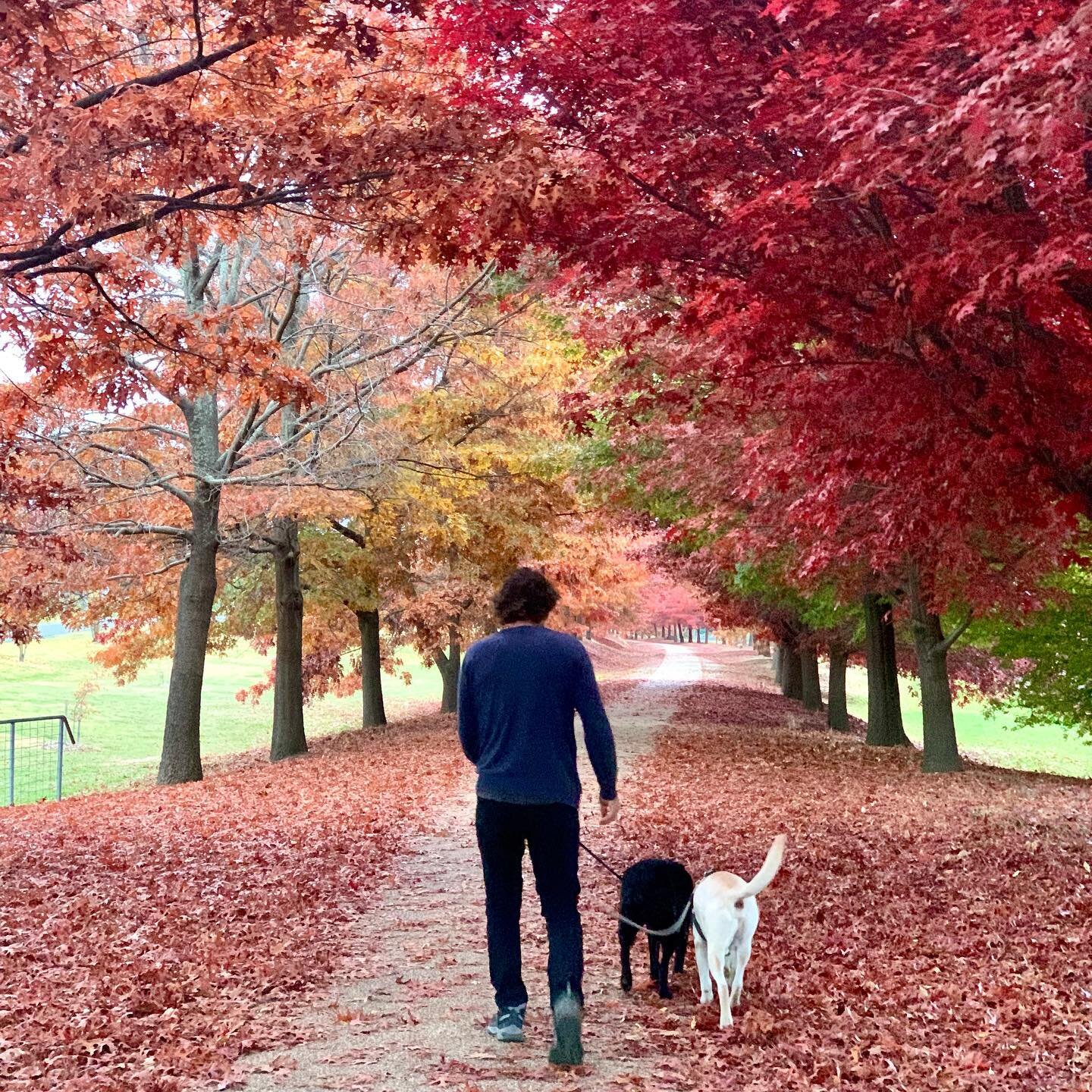 Afternoon walk around the Beechworth block &hellip; colour overload 🍁 #dogwalks #autumnvibes🍁 #dogfriendlyholidays