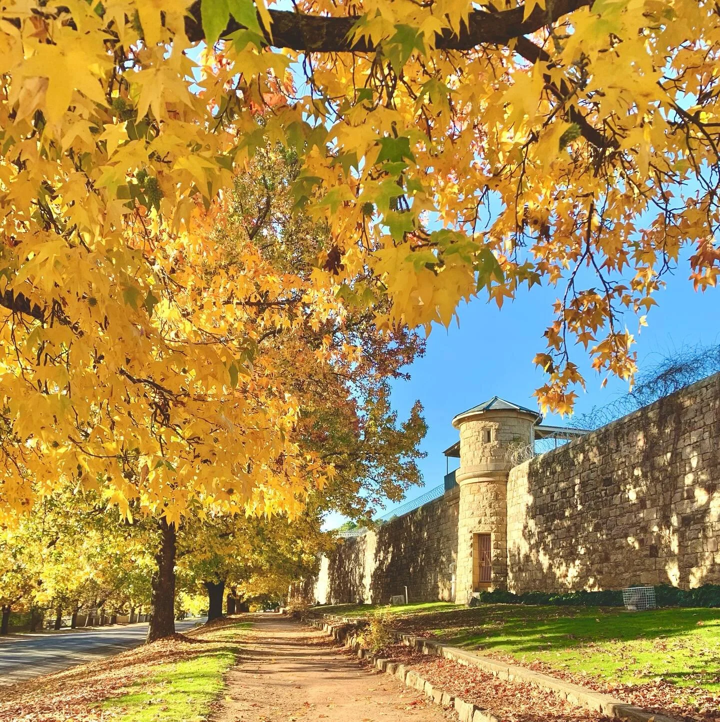 Crisp air, golden leaves and a calendar full of amazing events, live music, art and great food. It&rsquo;s the perfect time to explore this historic area and soak it all in 🍁 We still have cabins available for Folk festival weekend and High Country 