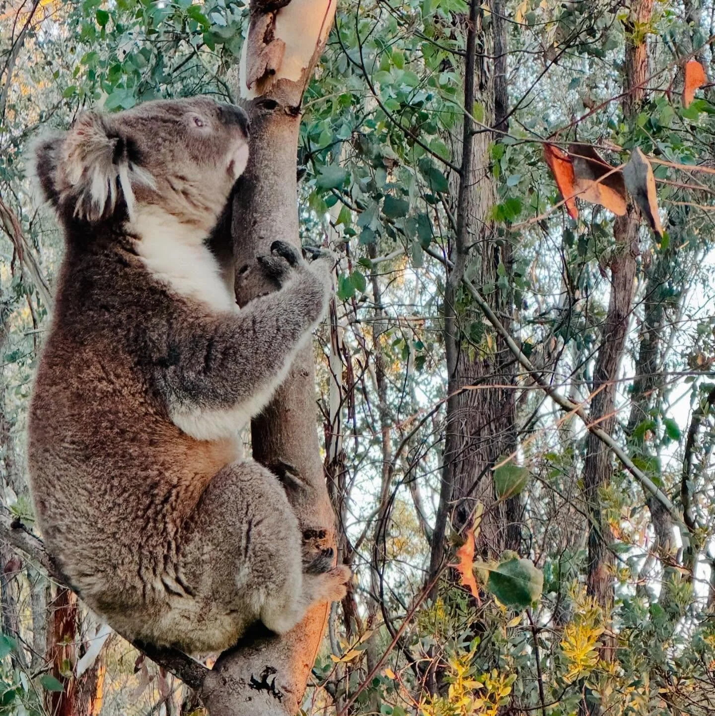 When friends turn up 😍 #koala 🐨