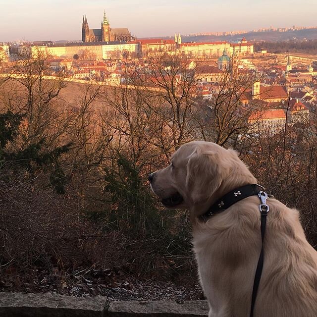 Hey DSU Family, the DSU Love project testing is going very well... We are getting excited to share it with you. So, taking a morning walk in Petrin with Ninoush. So grateful. #joy #philosophy #gratitude #care #positivetransformation #love