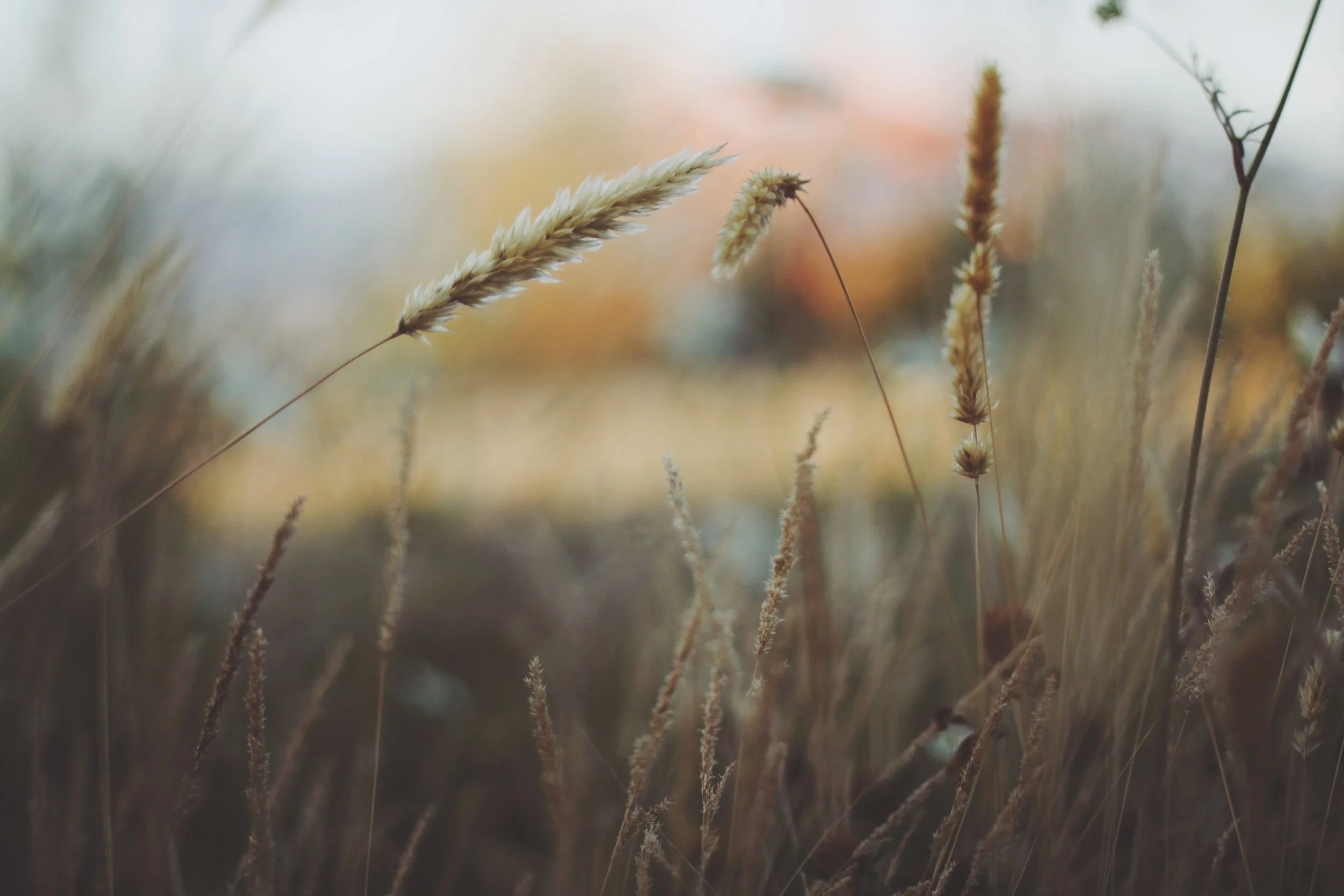 Naomi and the Sovereignty of God in Human Suffering