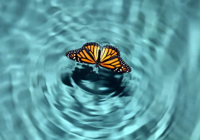 sc butterfly water ripple for homepage.jpg