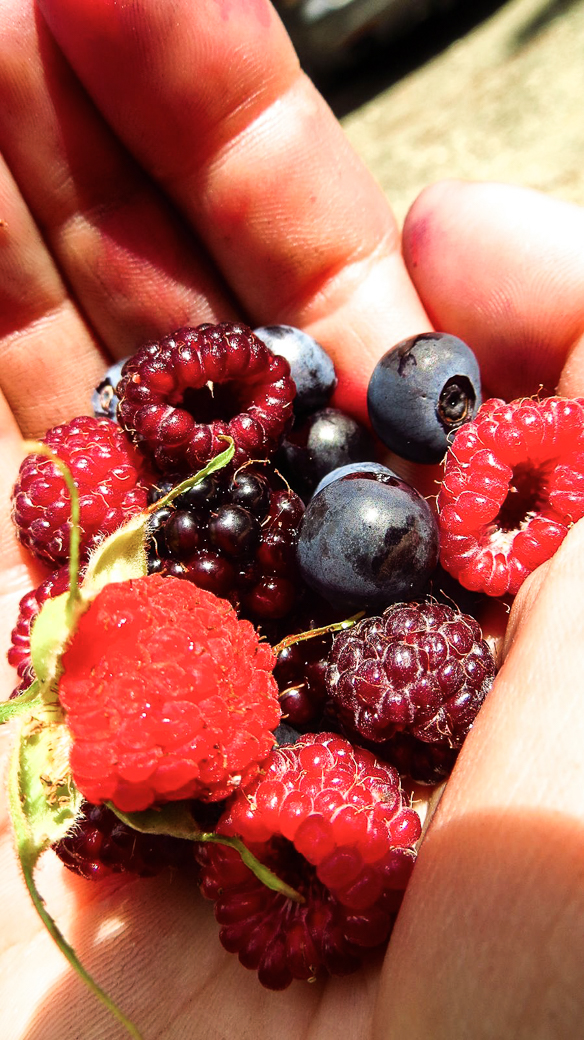  Berry picking is an appropriate rest day activity!
