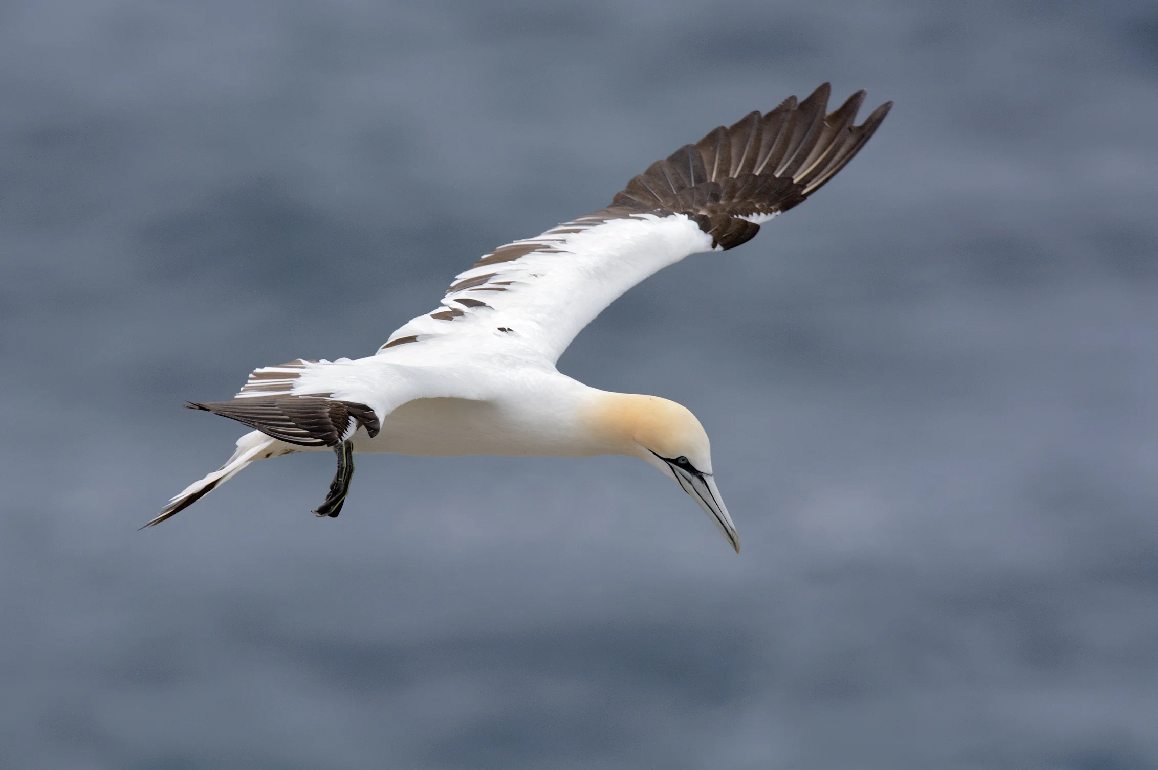 This one still has a few dark feathers in its wings. Gannets will reach full plumage in their fourth to fifth year 