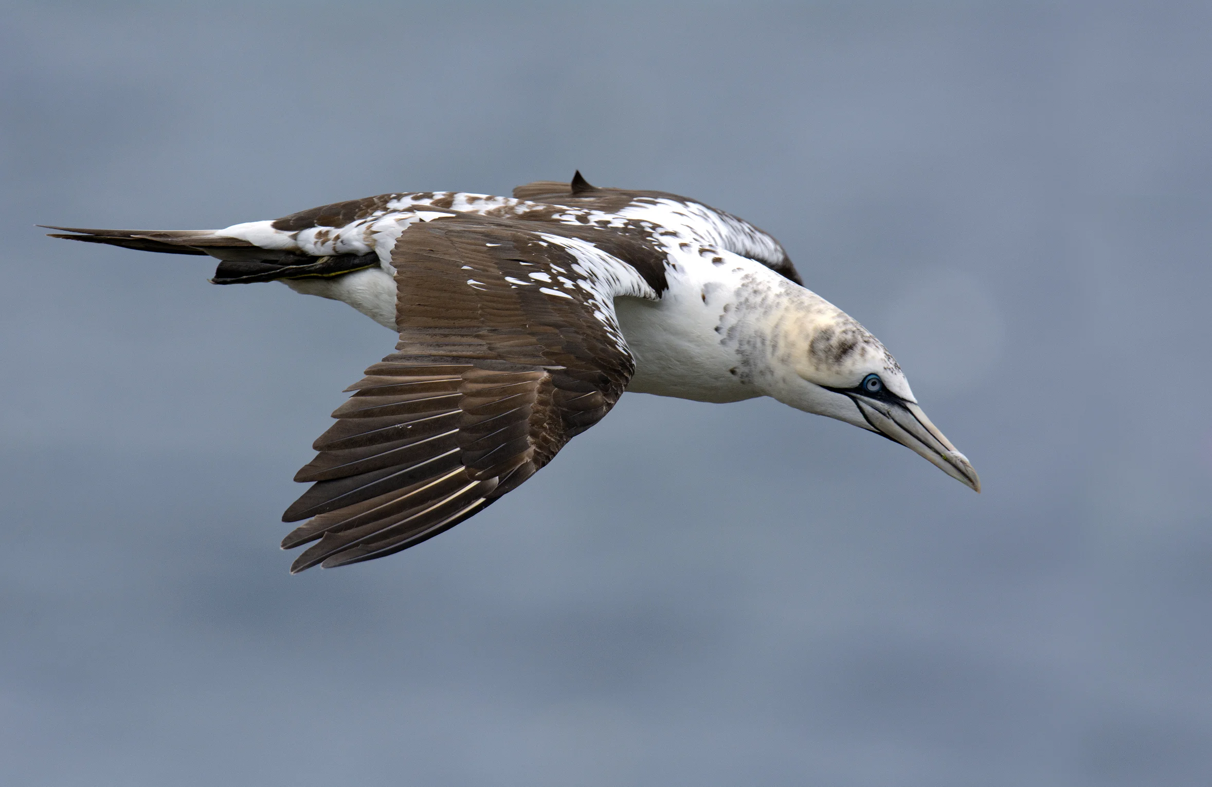 Here is a young gannet still displaying many dark spots throughout. This is probably a second year bird.