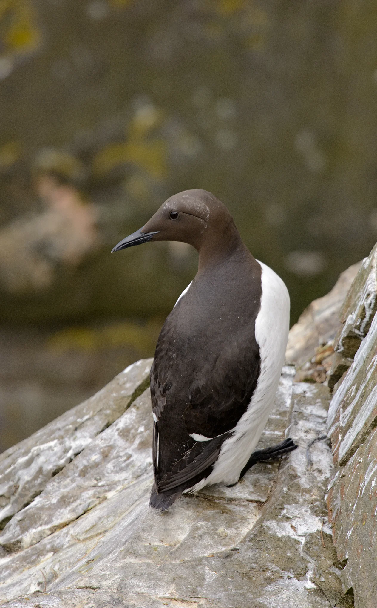 This is a Common Murre looking for its mate