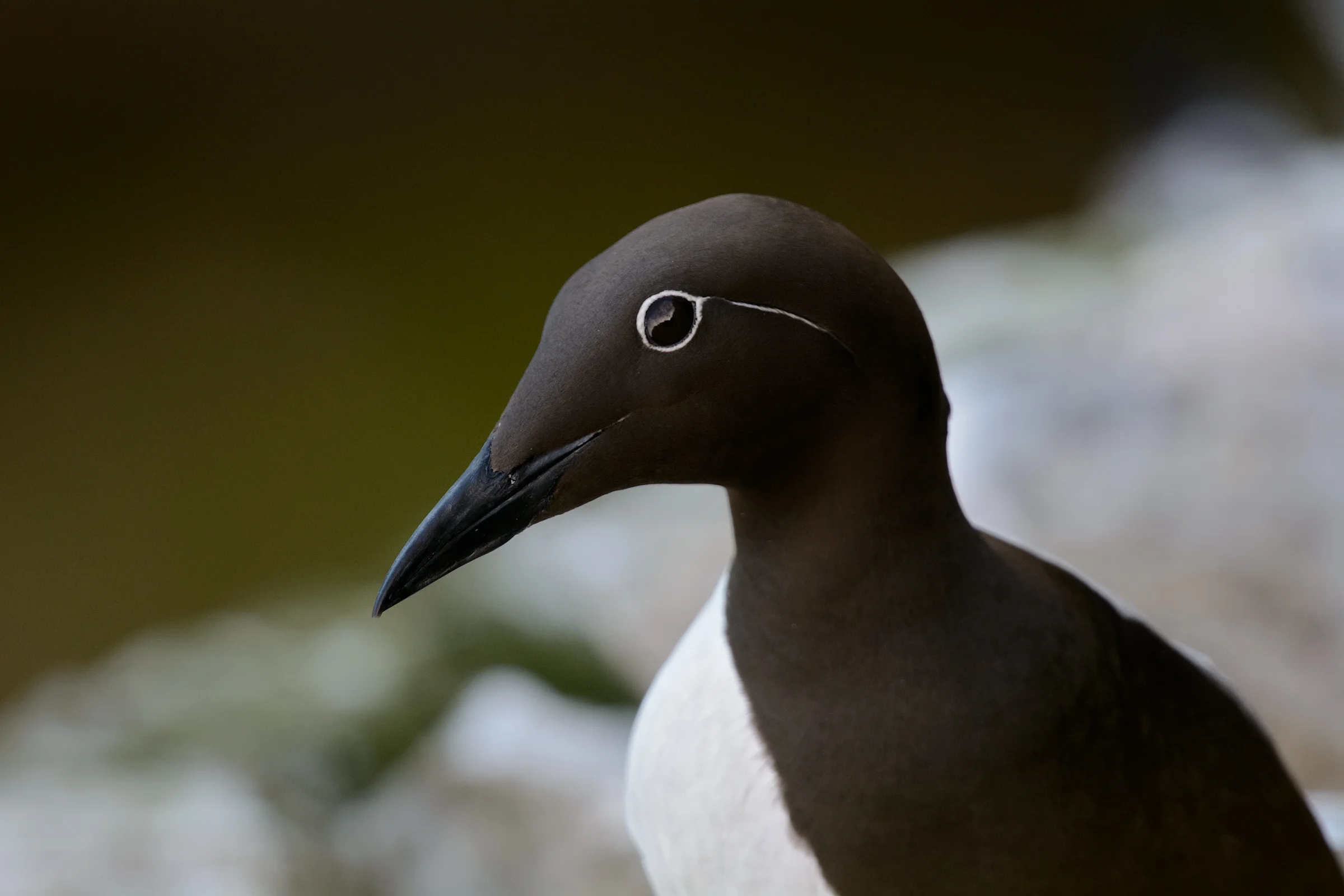 An up close shot of a Common Murre displaying its beautiful white eye design called a Bridle.
